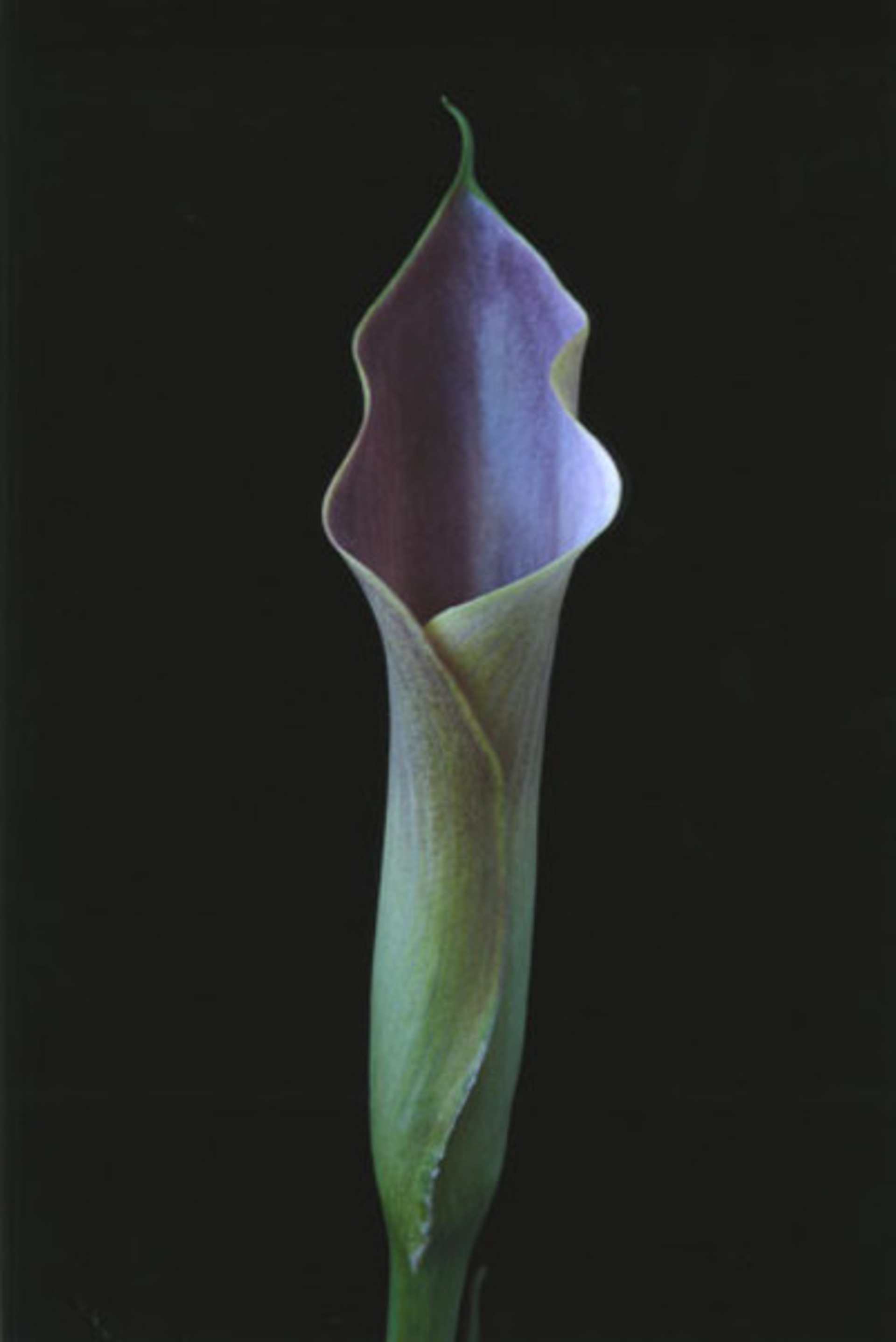 Calla Lily #1 by Murray Weiss
