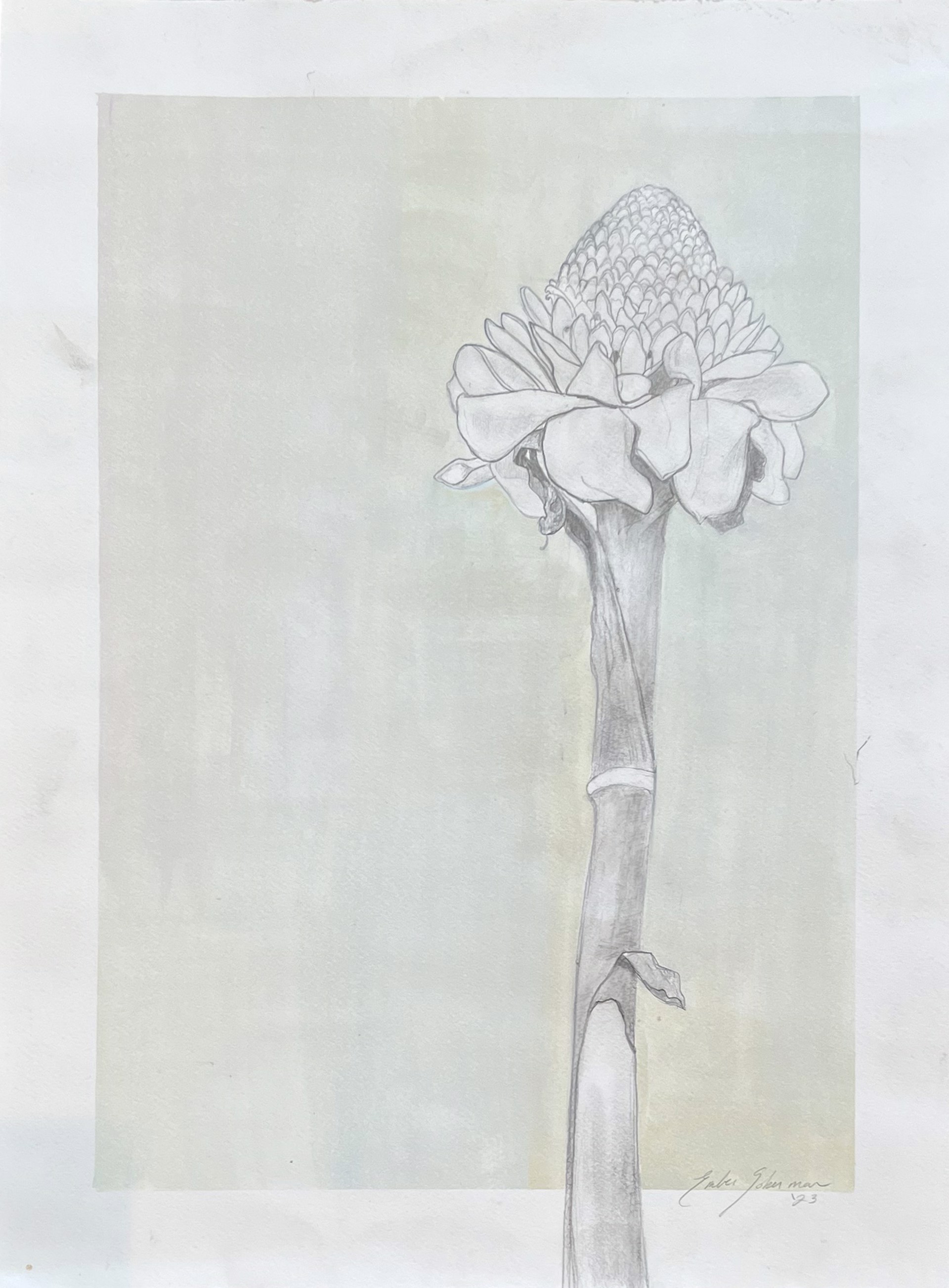 Flower Study by Ember Soberman