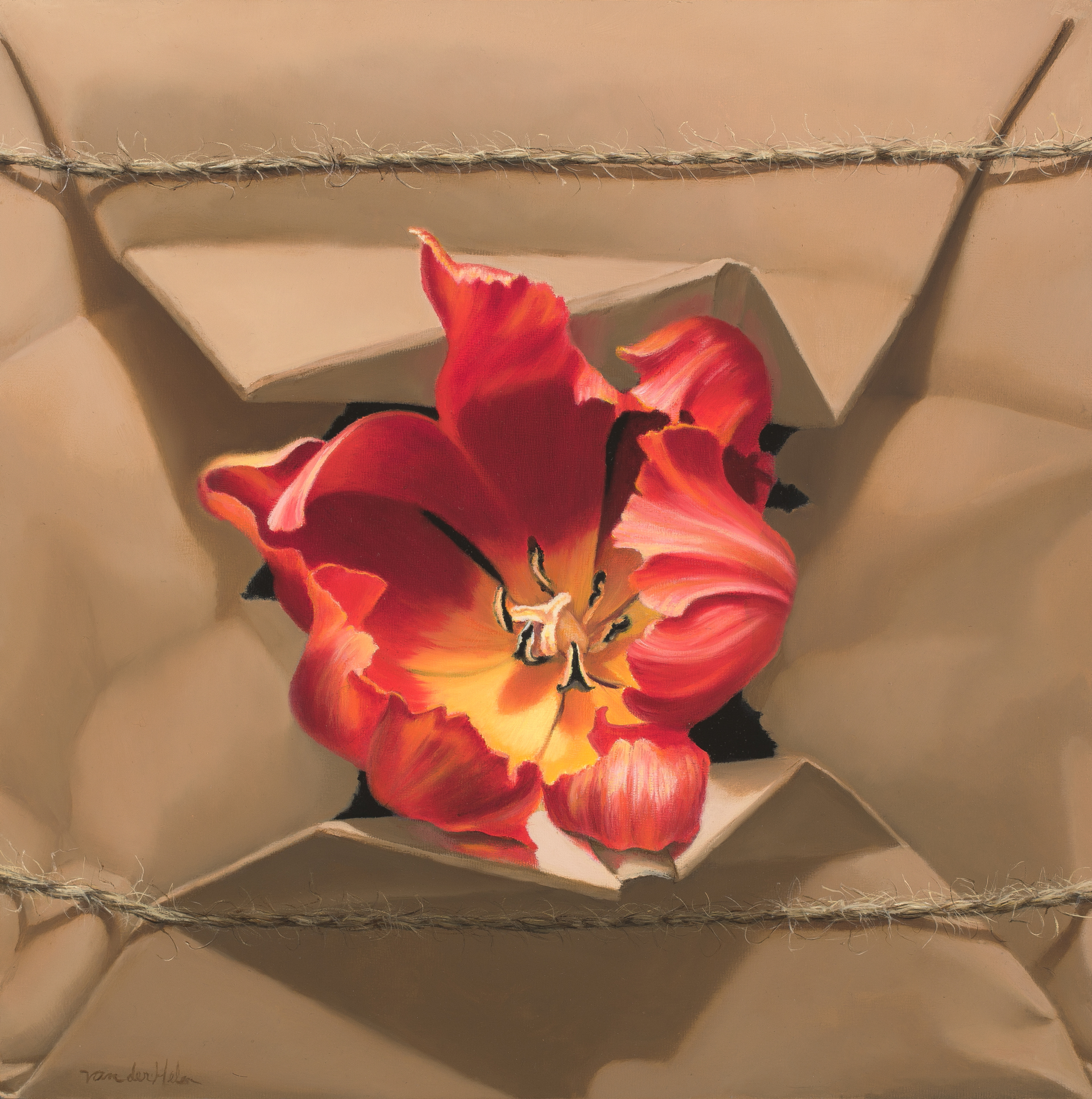 Red Tulip Bursting Through by Sarah van der Helm