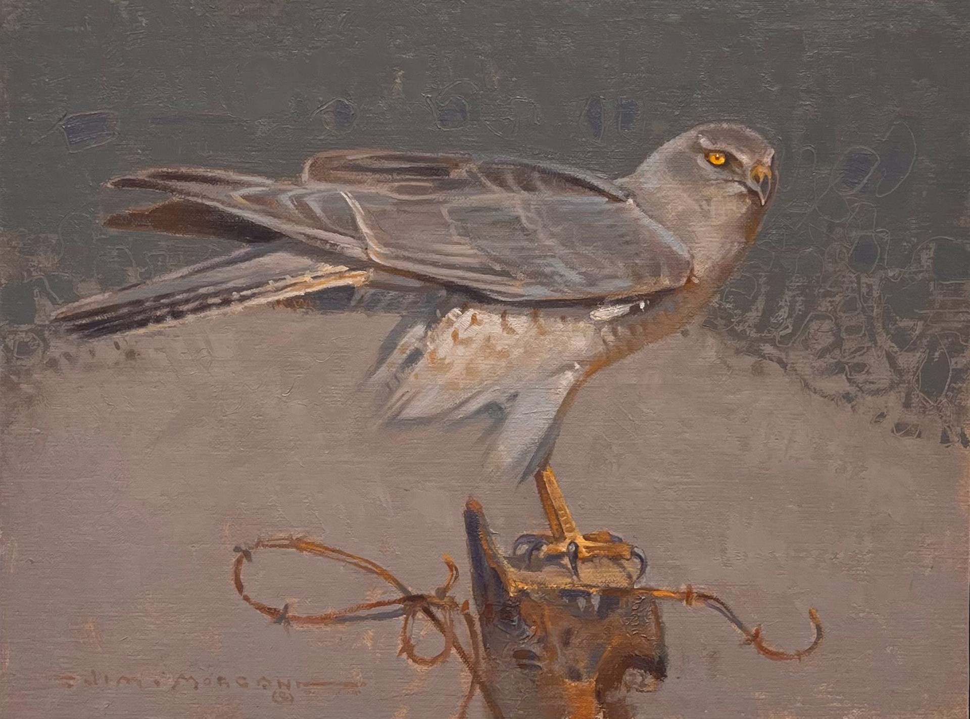 Greys/ Northern Harrier by Jim Morgan