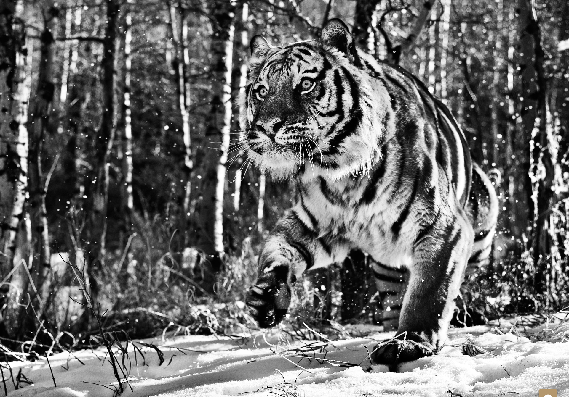 Cold Mountain by David Yarrow