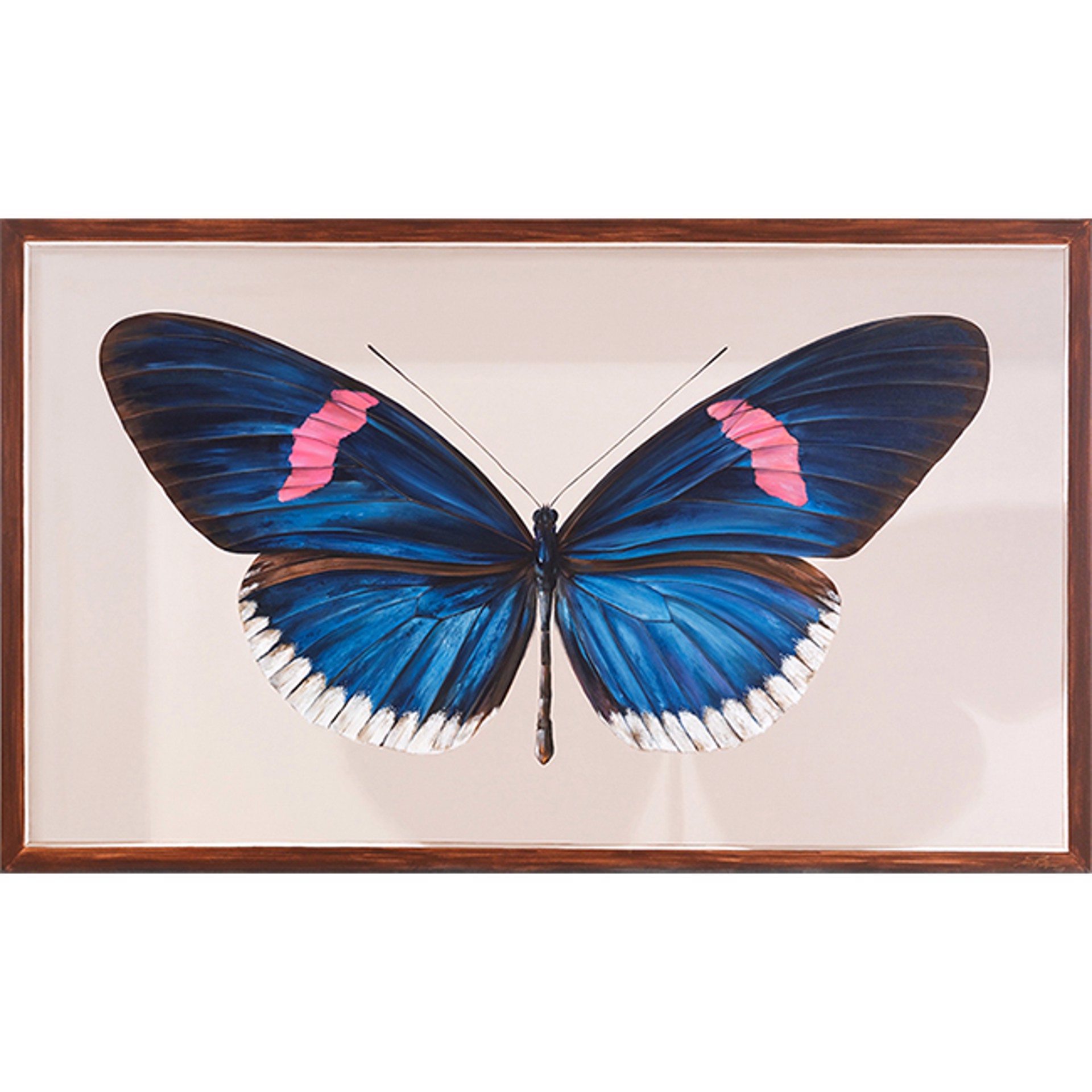 The Giant Collection: Heliconius Erato Cyrbia by Mantra