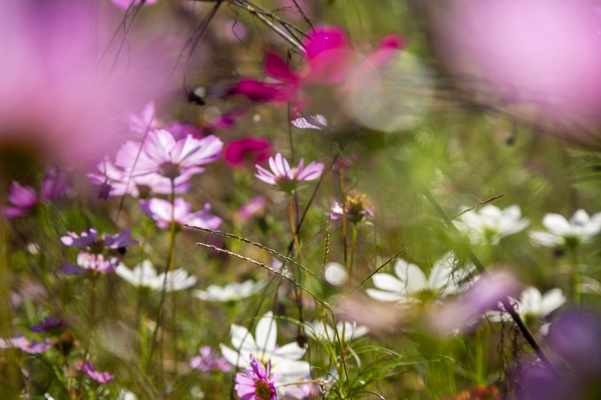 Anniversary Wildflowers by Thad Lee