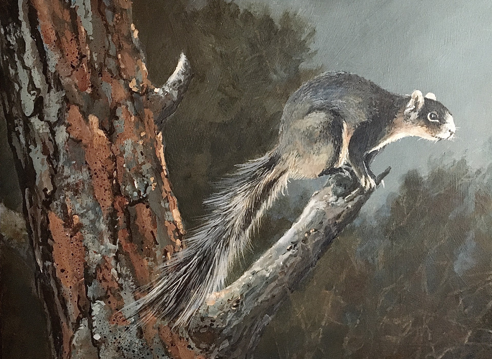 Squirrel in Pine - Auction - SOLD by Scott Hiestand