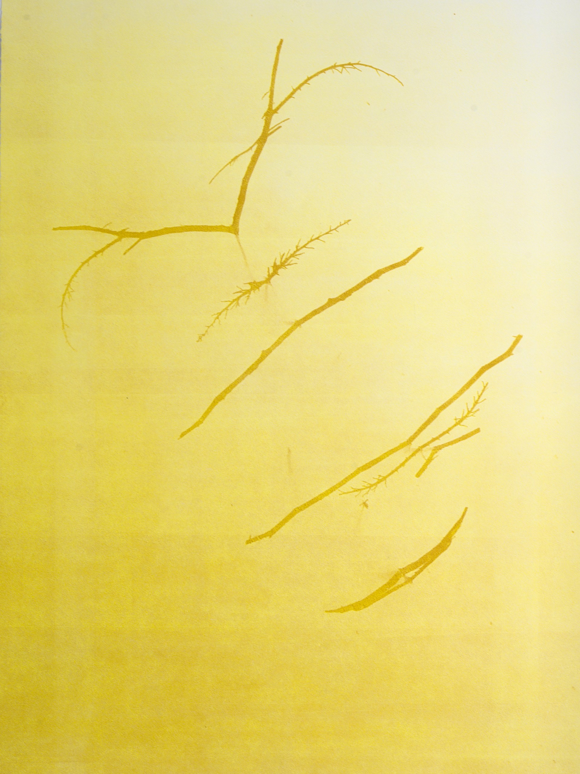 Copal (Yellow) by Ricardo Angeles