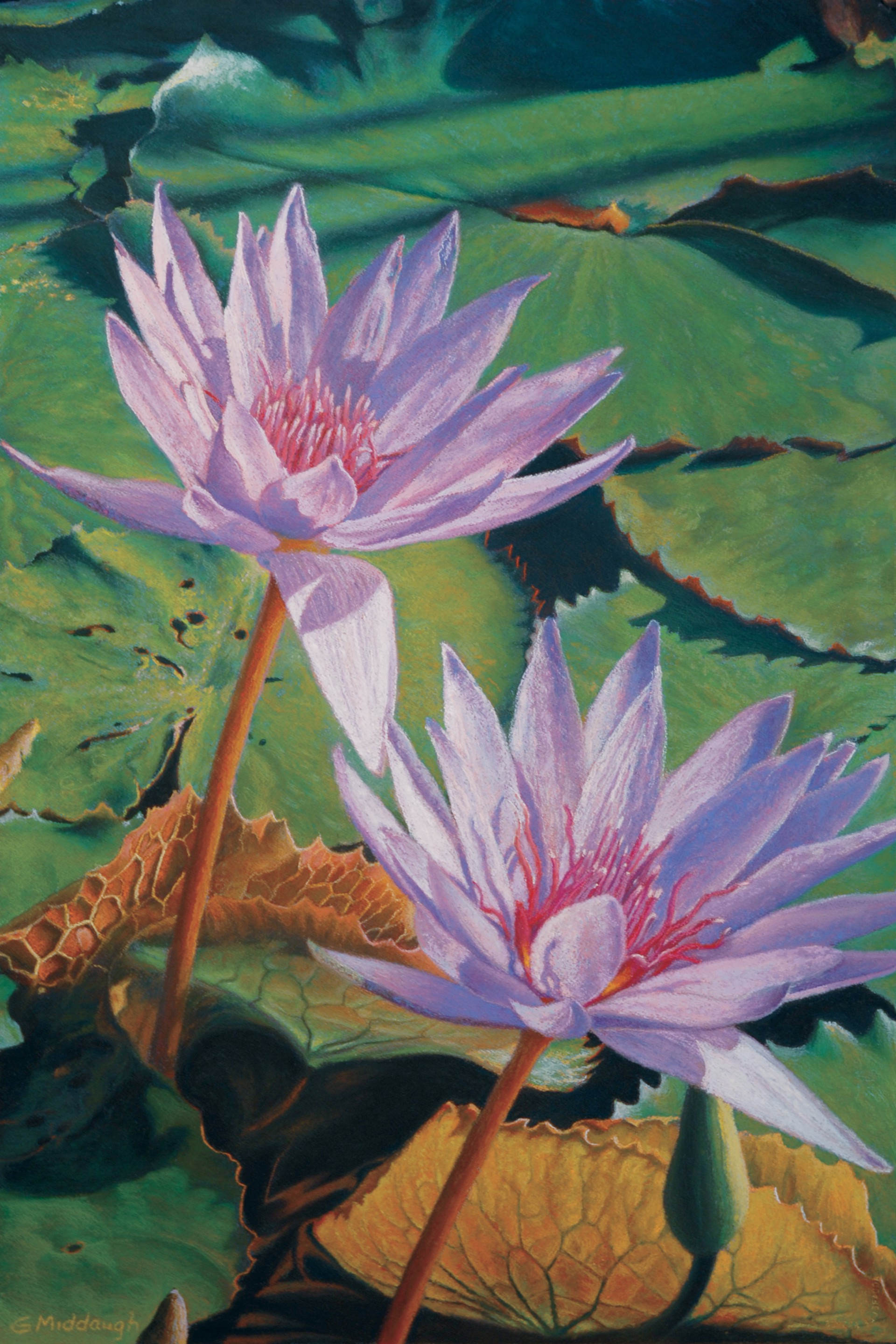 Water Lilies by Garrett Middaugh