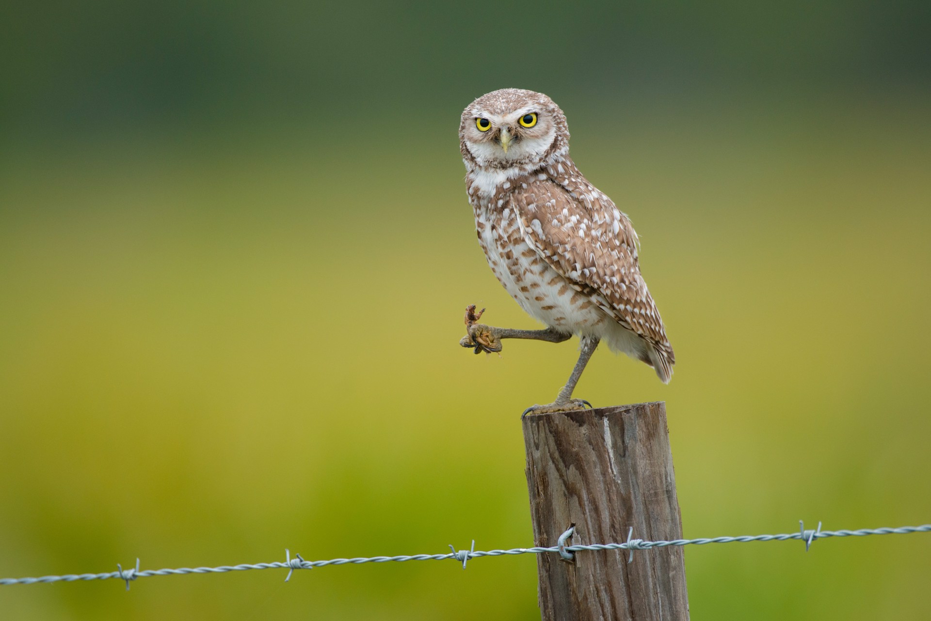 Burrowing Owl II by Carlton Ward Photography