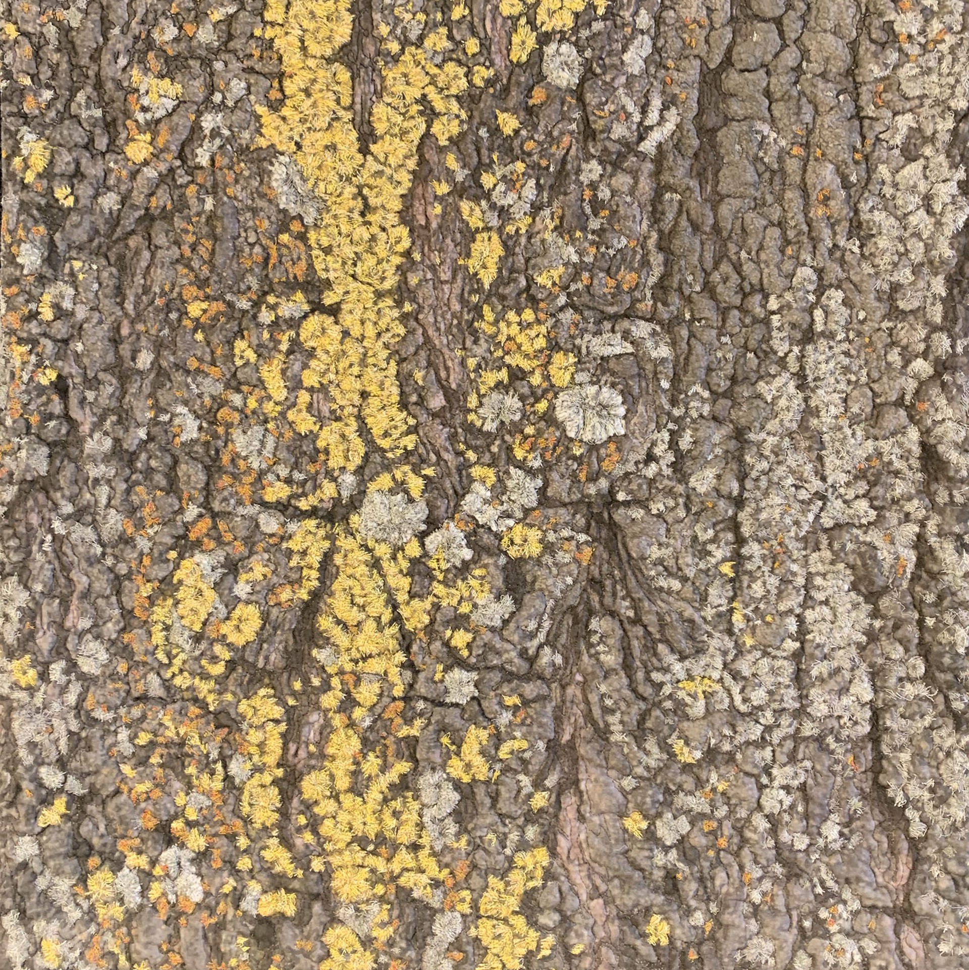Untitled (lichen on bark) by Martha Cole -