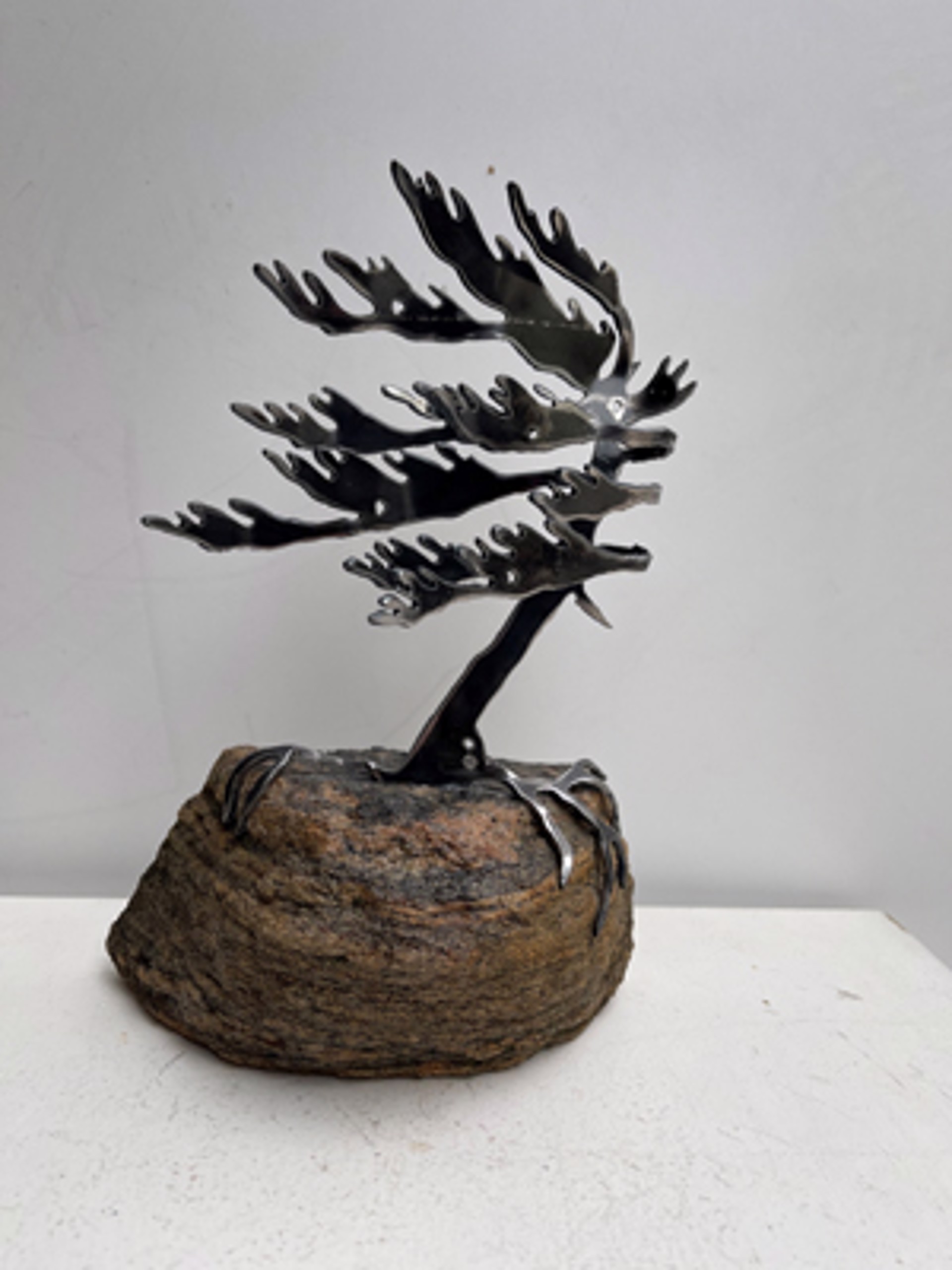 Windswept Pine 660058 by Cathy Mark