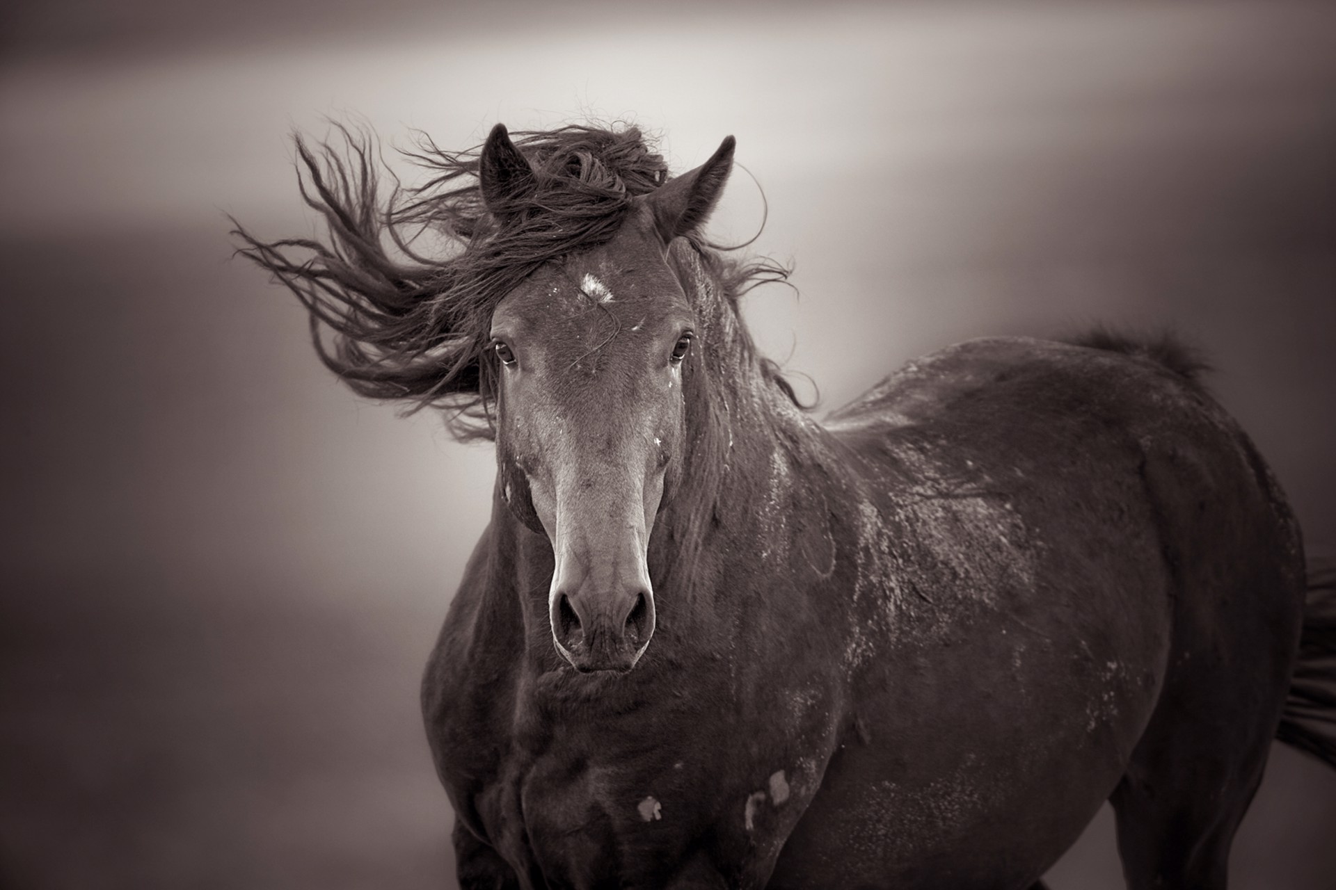 Black and White Photograph Featuring A Dark Wild Horse Facing The Camera