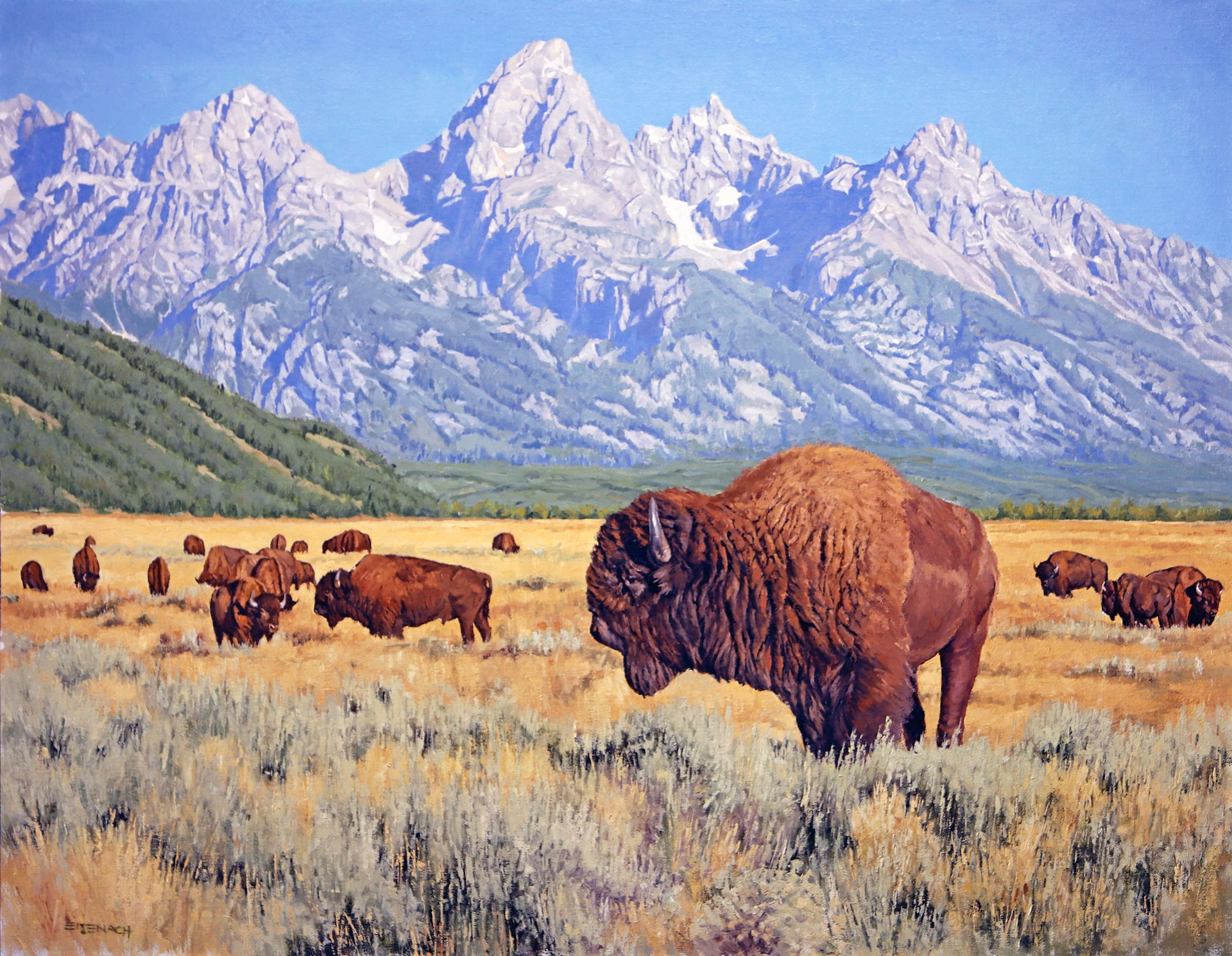 Teton Bison by Barry Eisenach