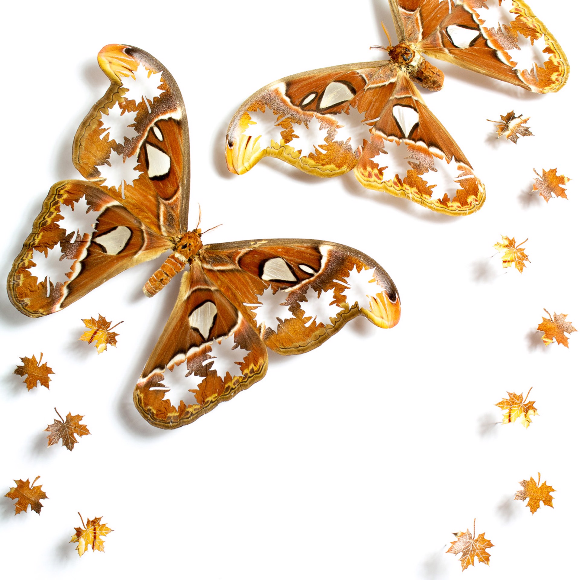 Fall by Fiona Parkinson
