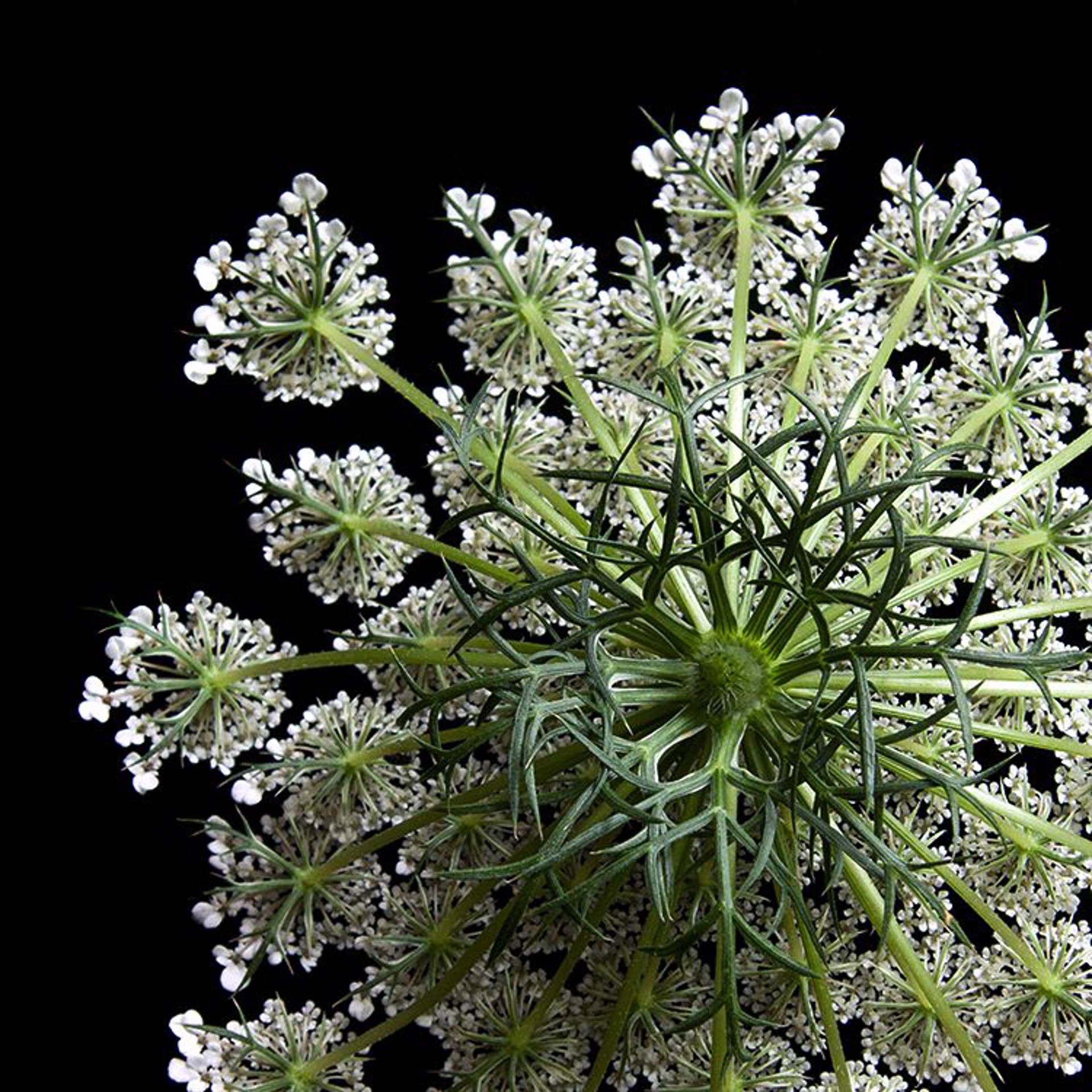 Queen Anne's Lace, 3997, 2018 by Molly Wood