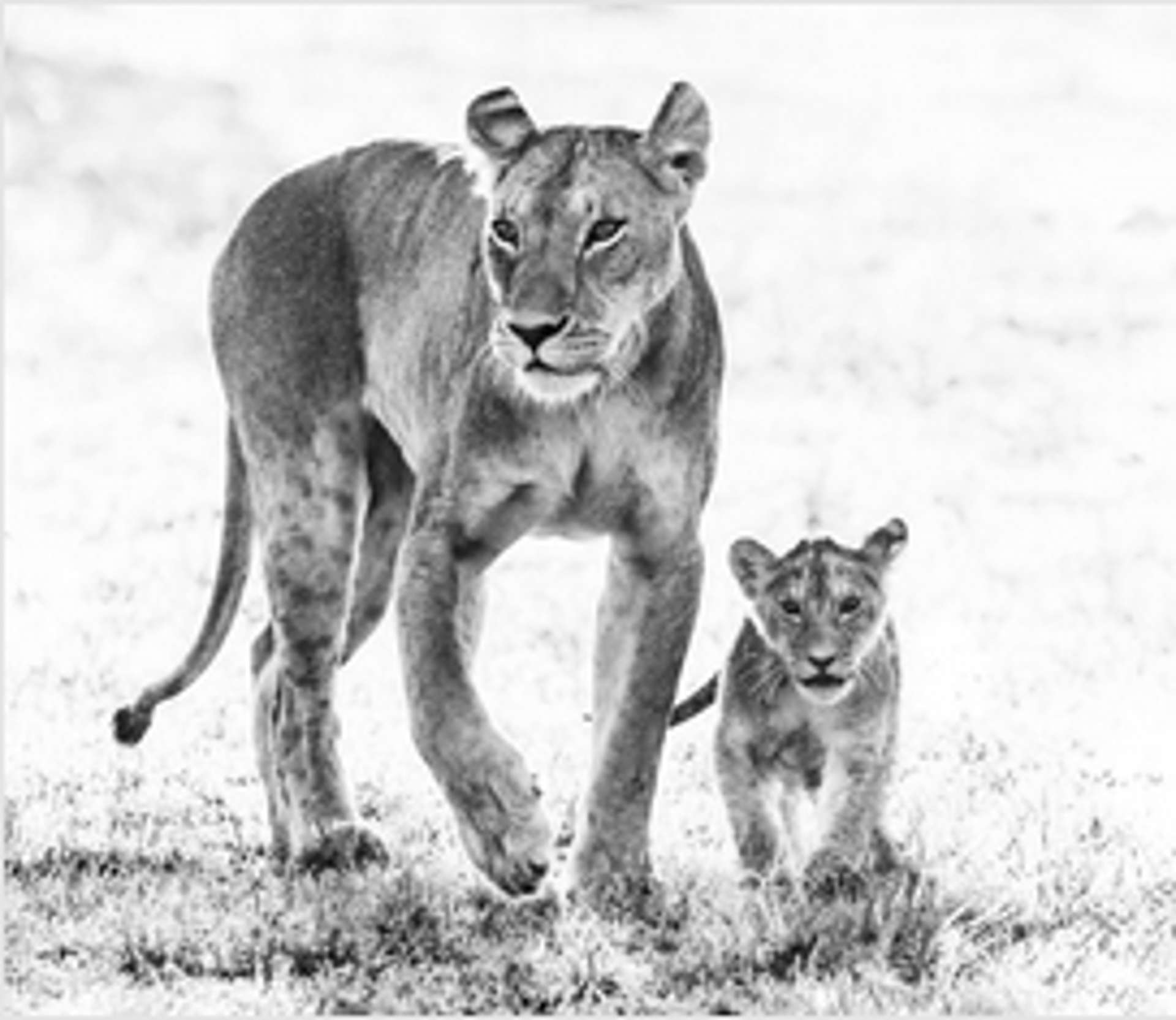 Mother's Day by David Yarrow