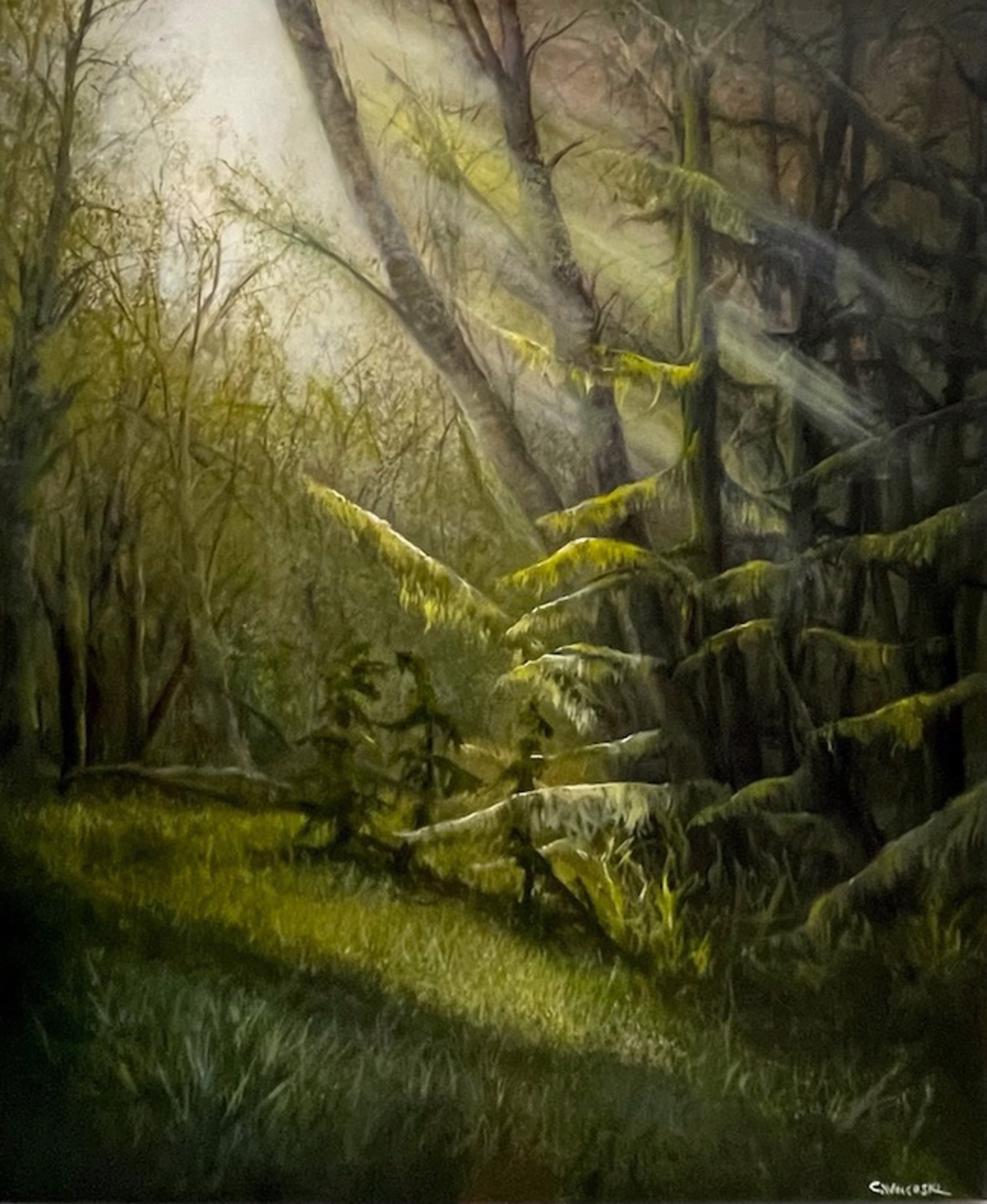 Haida Gwaii - Rainfall in the Forest by Corrinne Wolcoski