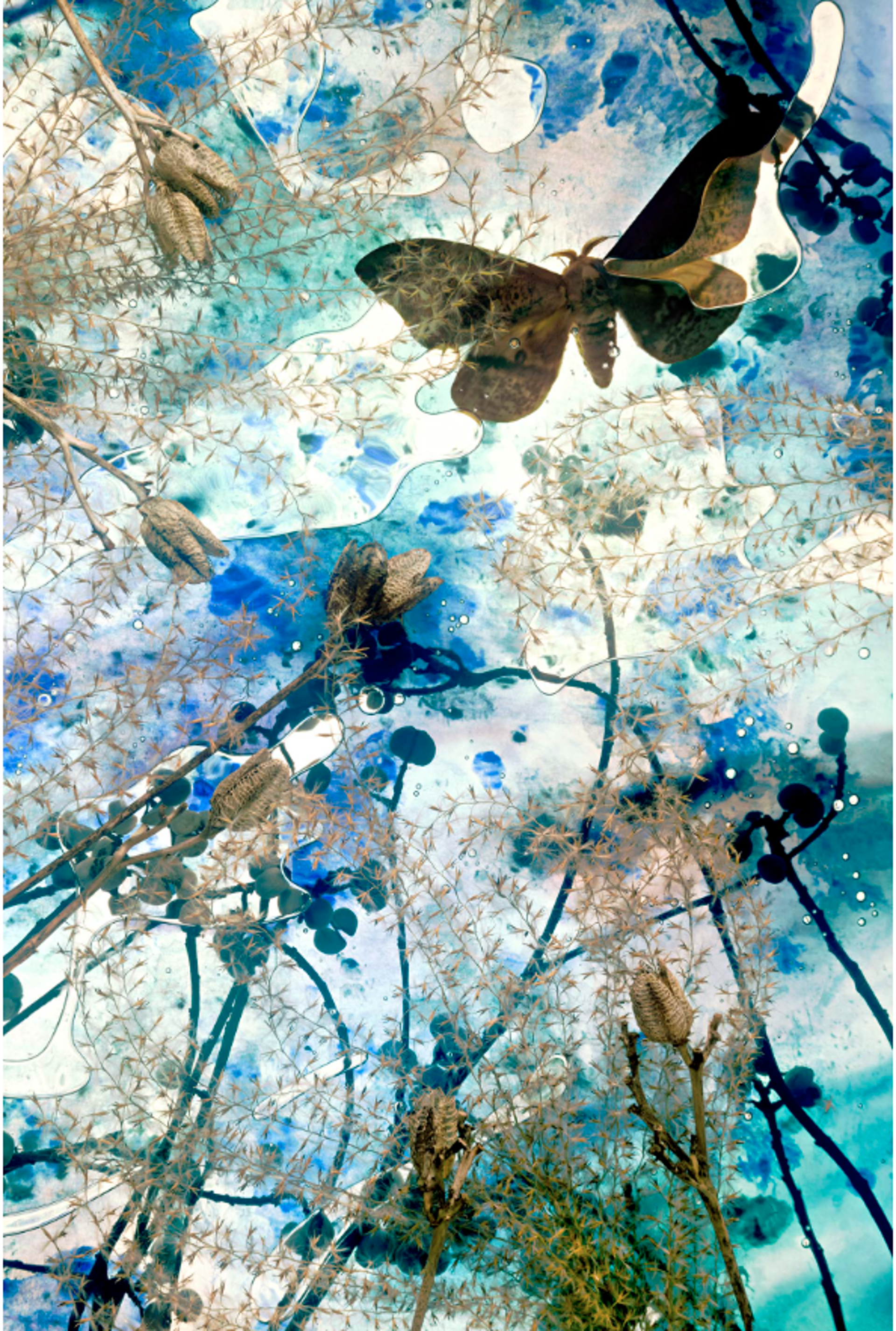 Drawn to a Flicker by Susan Richman