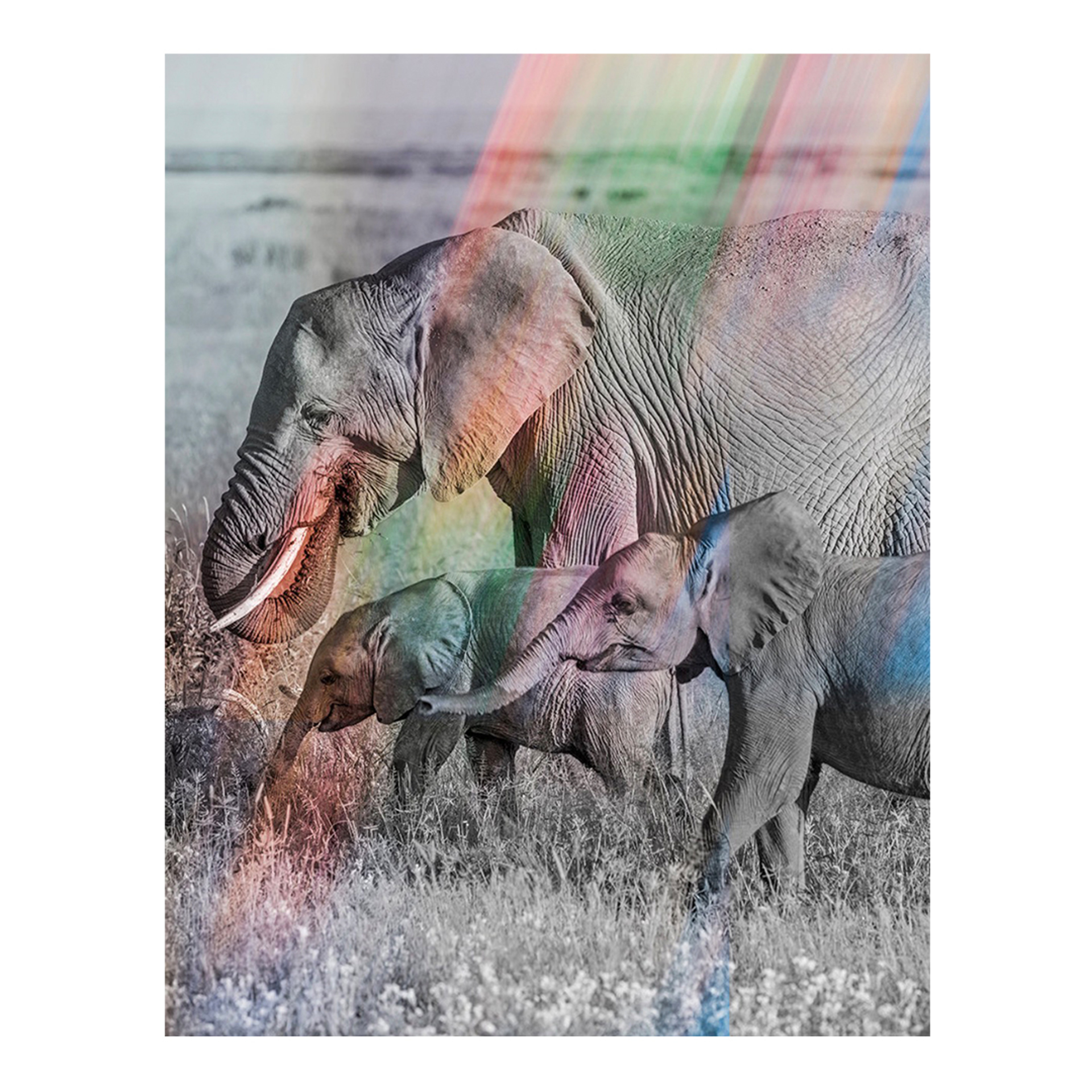 Elephant Rainbow #2 by Arno Elias