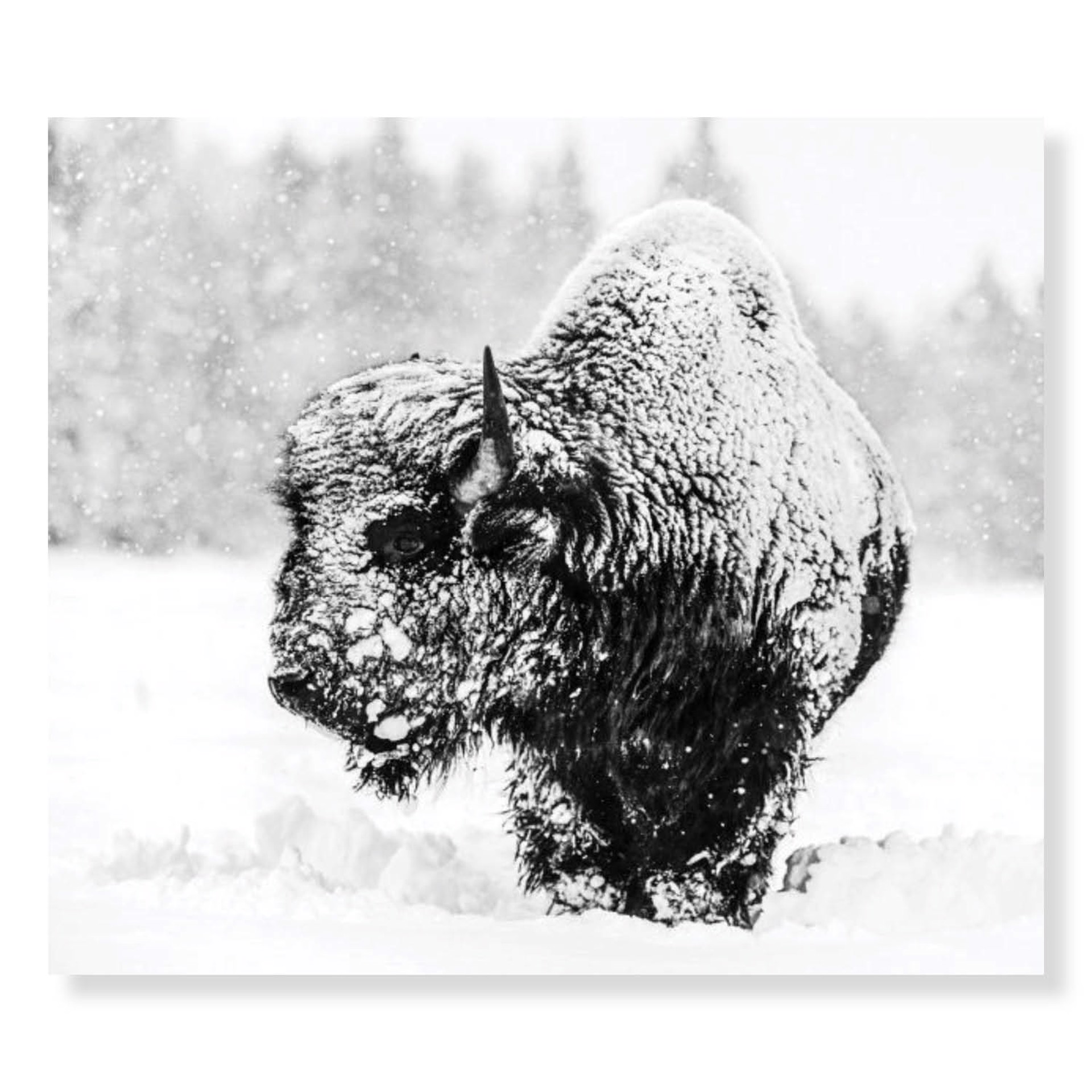 Local Hero by David Yarrow