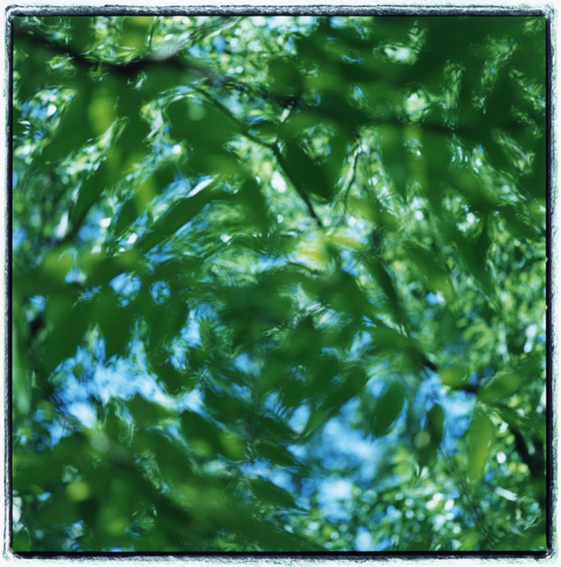 Pecan Leaves, 1 by Kathryn Kolb