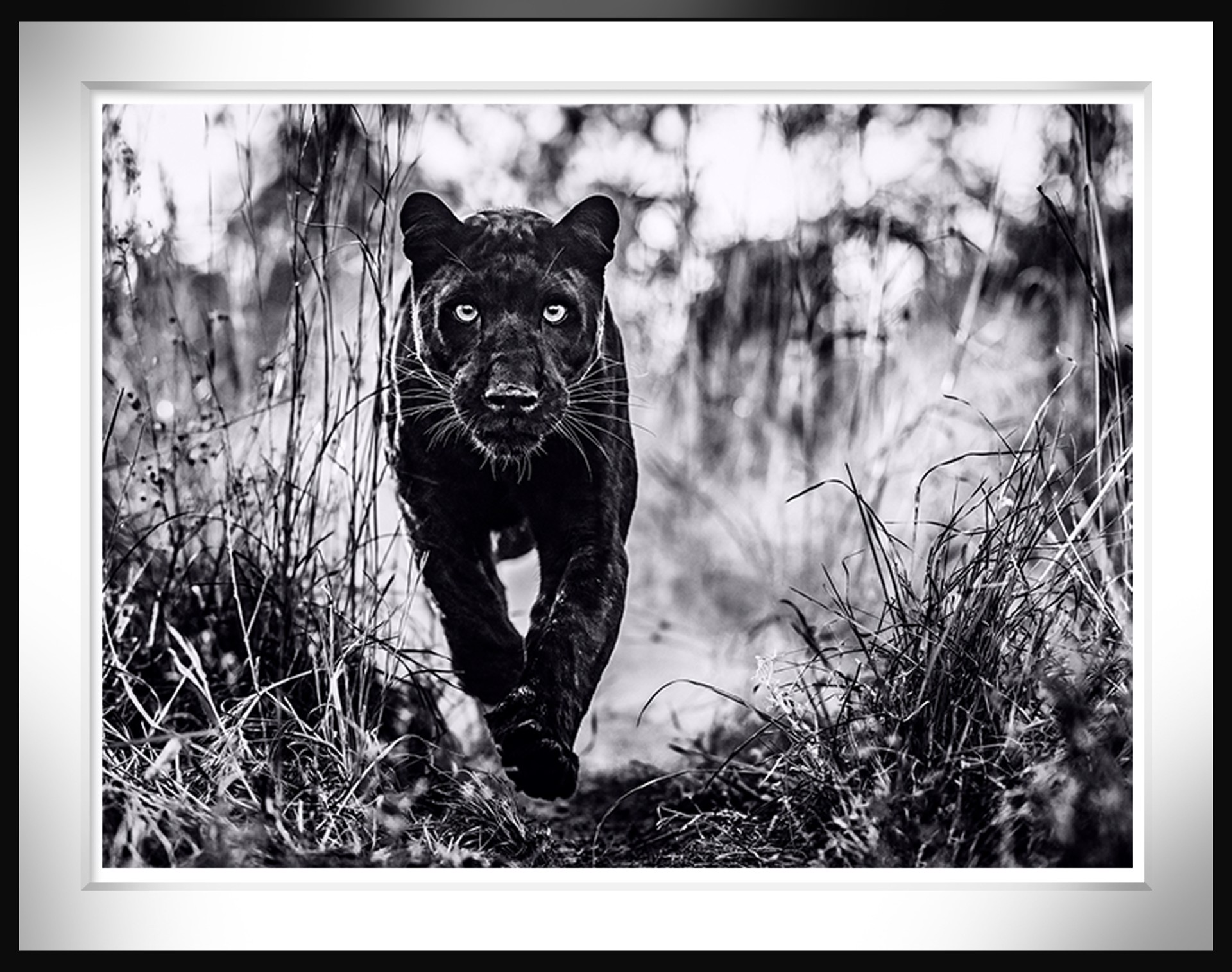 The Black Panther Returns by David Yarrow