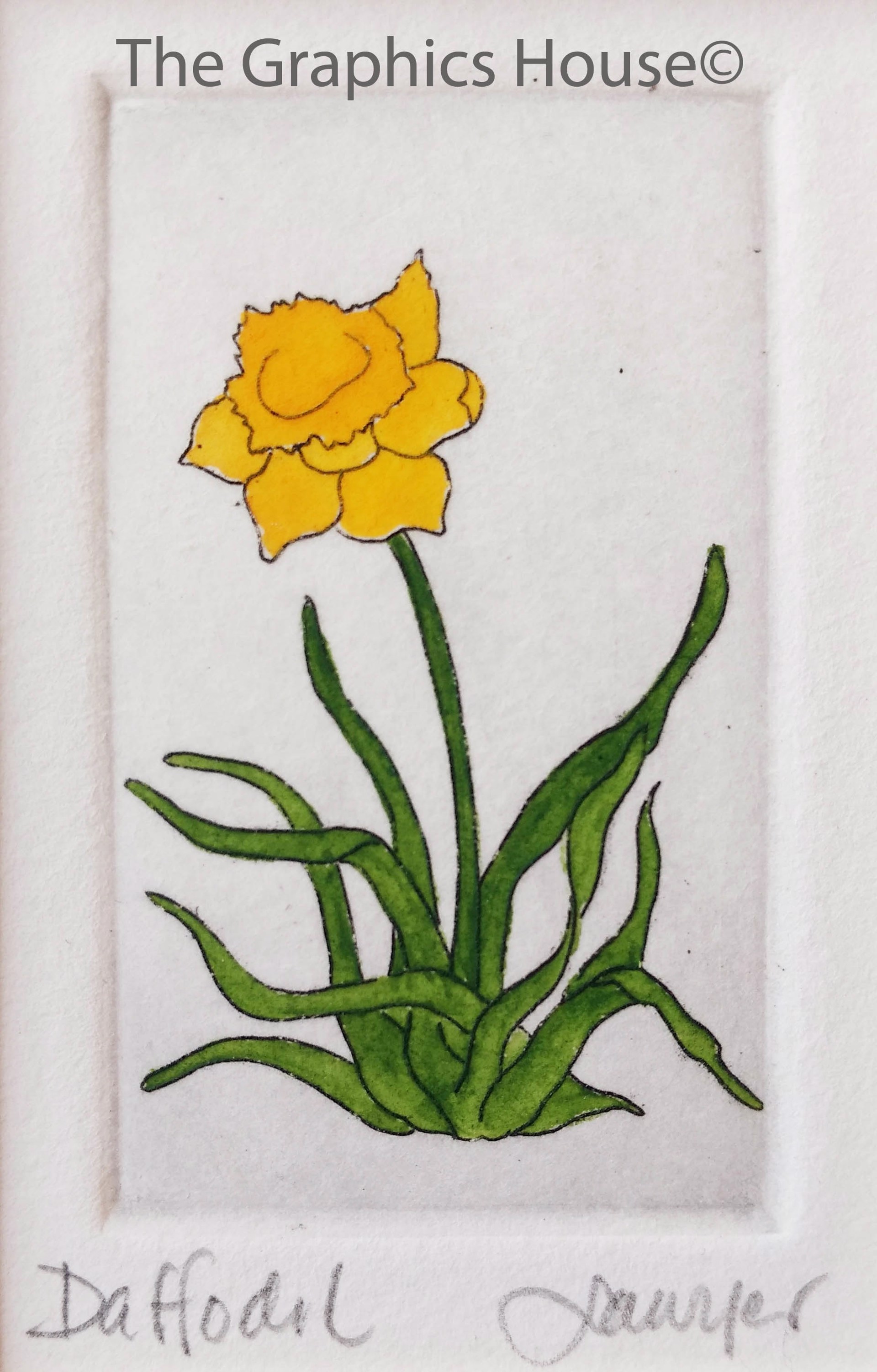 Daffodil (unframed) by Anne Sawyer