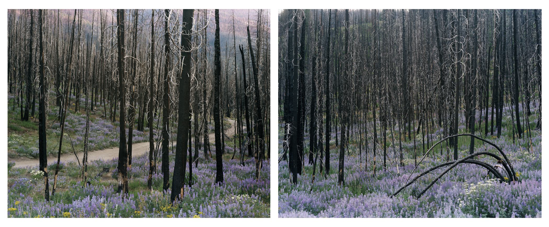Midsummer, Fisher Creek Road  (Diptych) by Laura McPhee