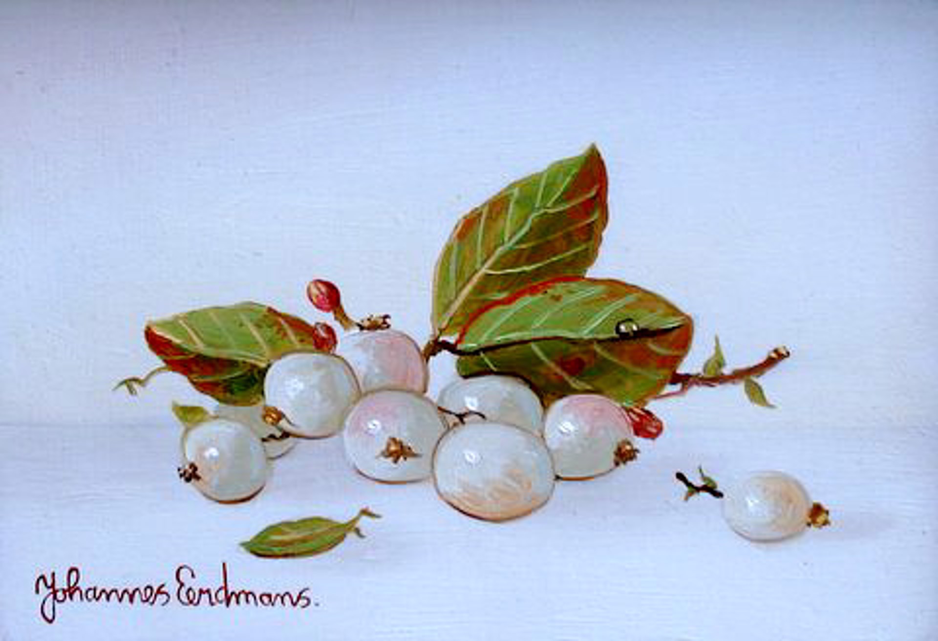 Snowberries by Johannes Eerdmans