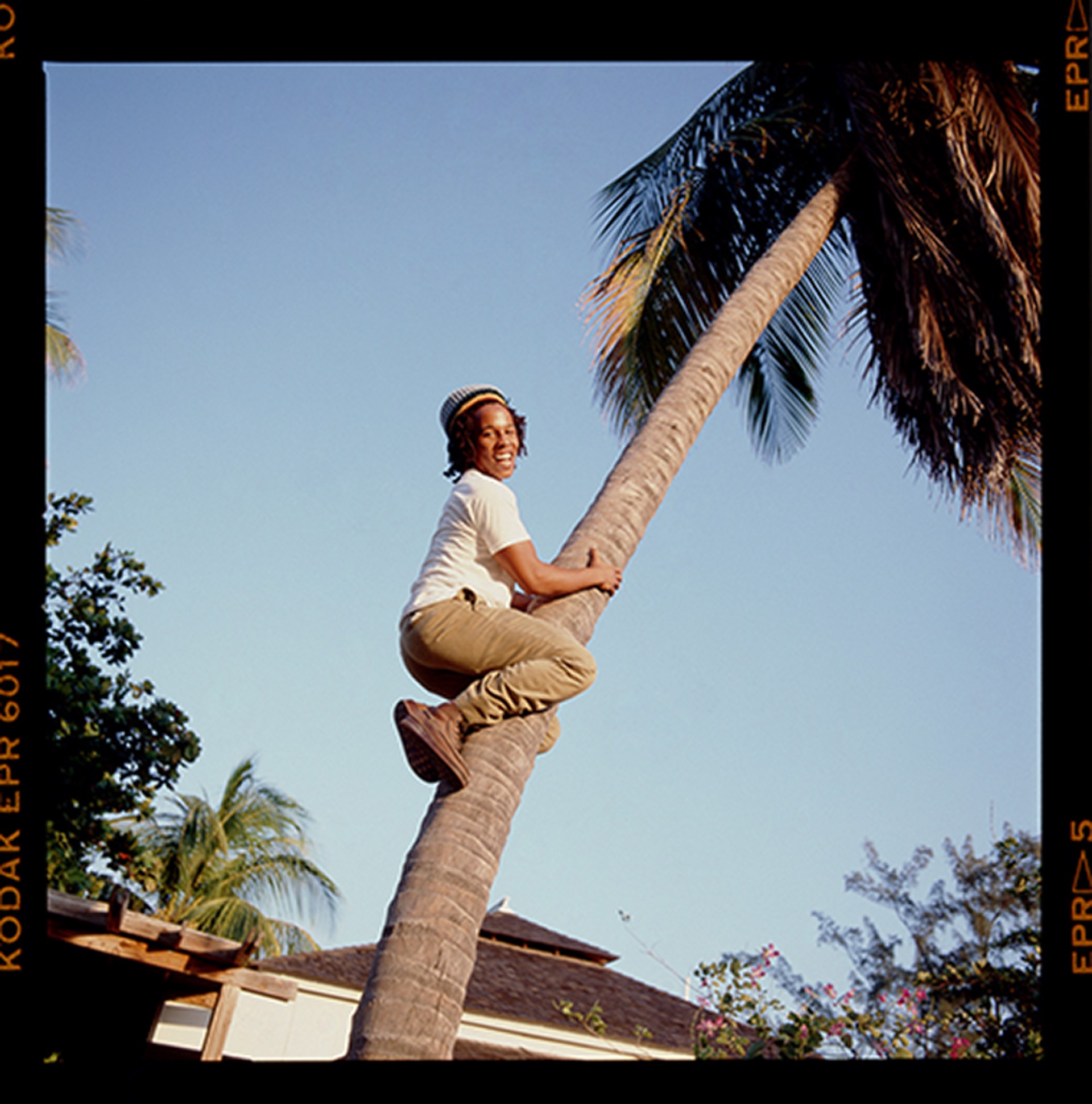 88011 Ziggy Marley Climbing Palm Tree Color by Timothy White