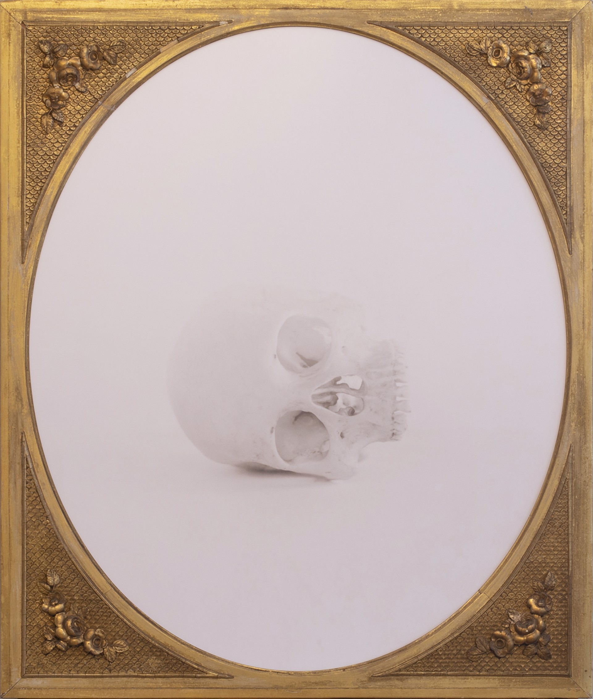 Untitled (Sideways Skull) 1/25 by Jefferson Hayman
