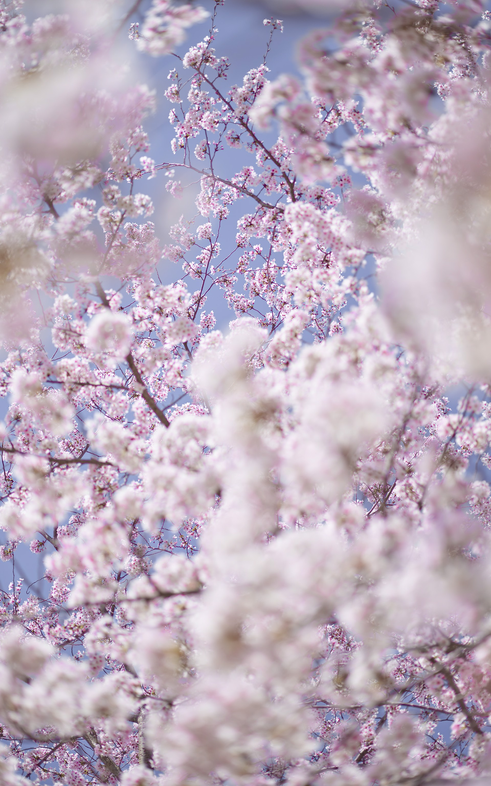 Sakura 1 Kyoto by David Burdeny