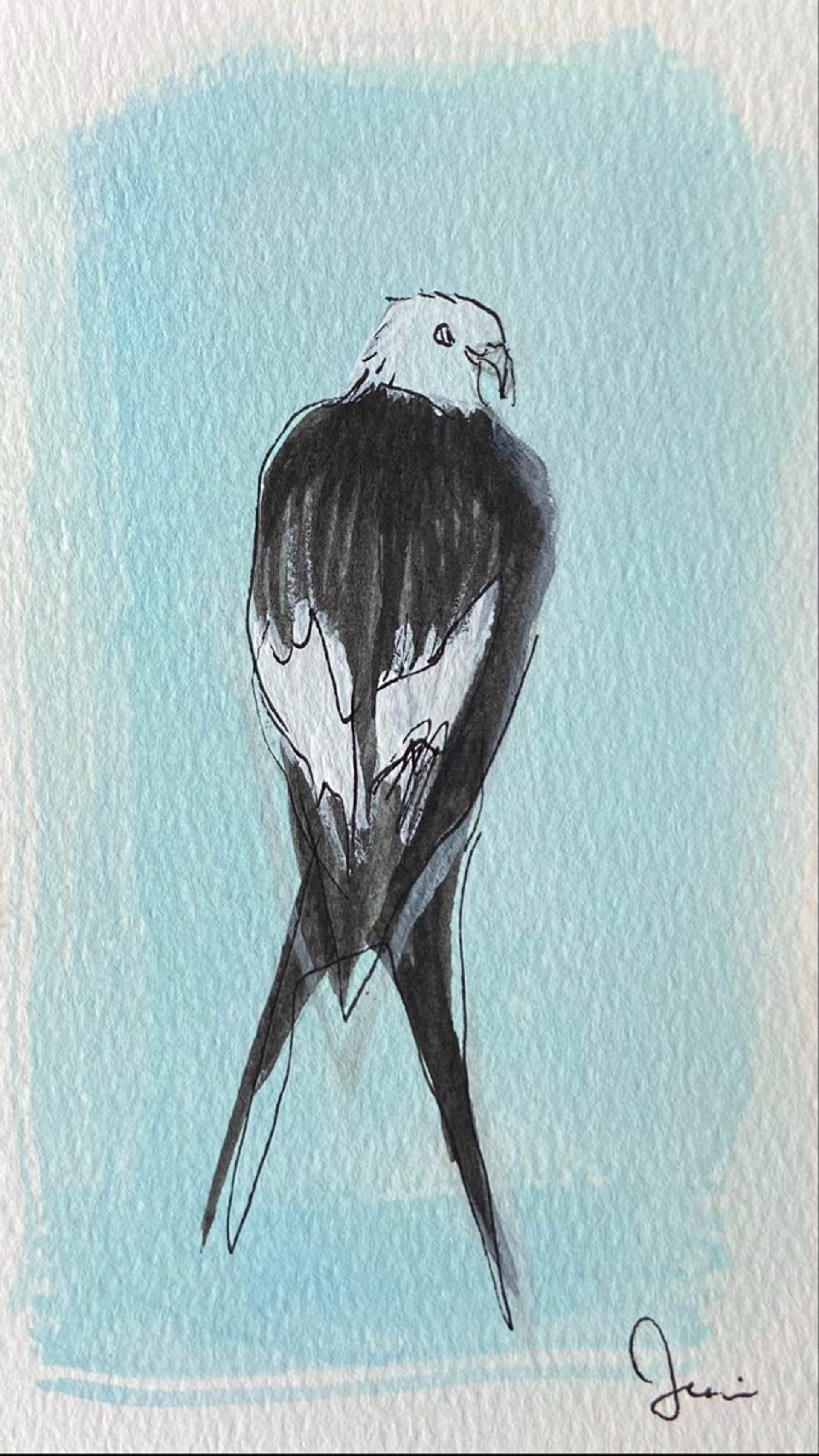Swallow-Tailed Kite by Jane Schulz