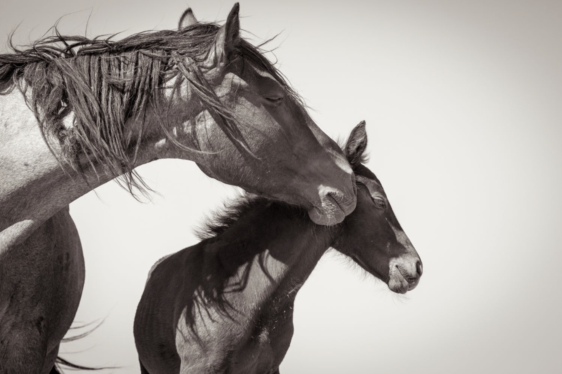 A Photograph Of A Mare And Her Foal By Kimerlee Curyl At Gallery Wild