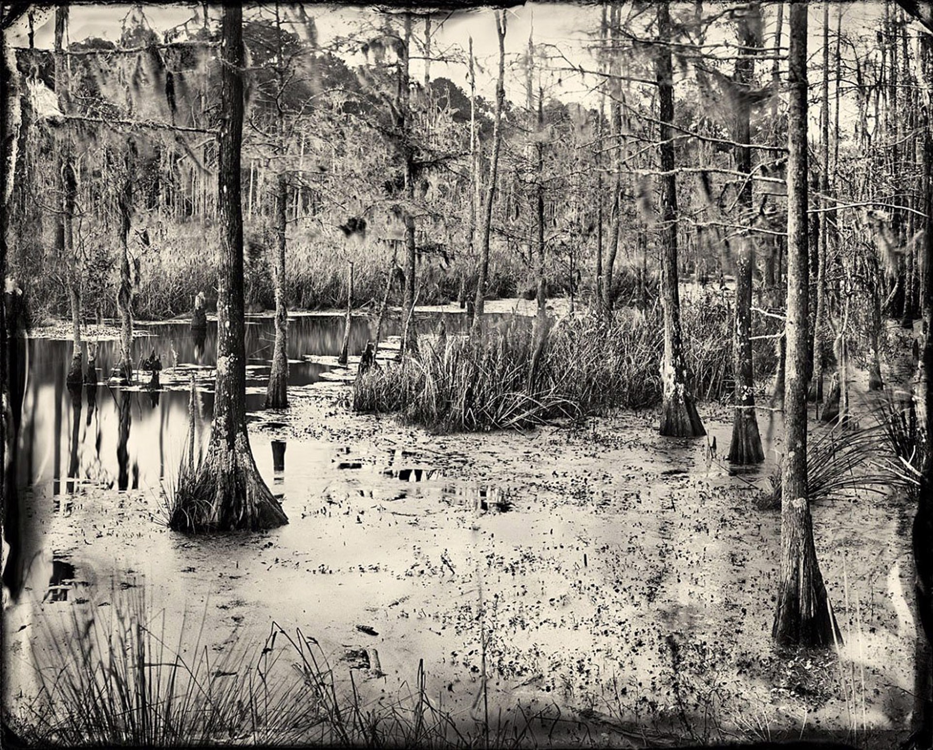 Swamp Water 1 by Ben Nixon