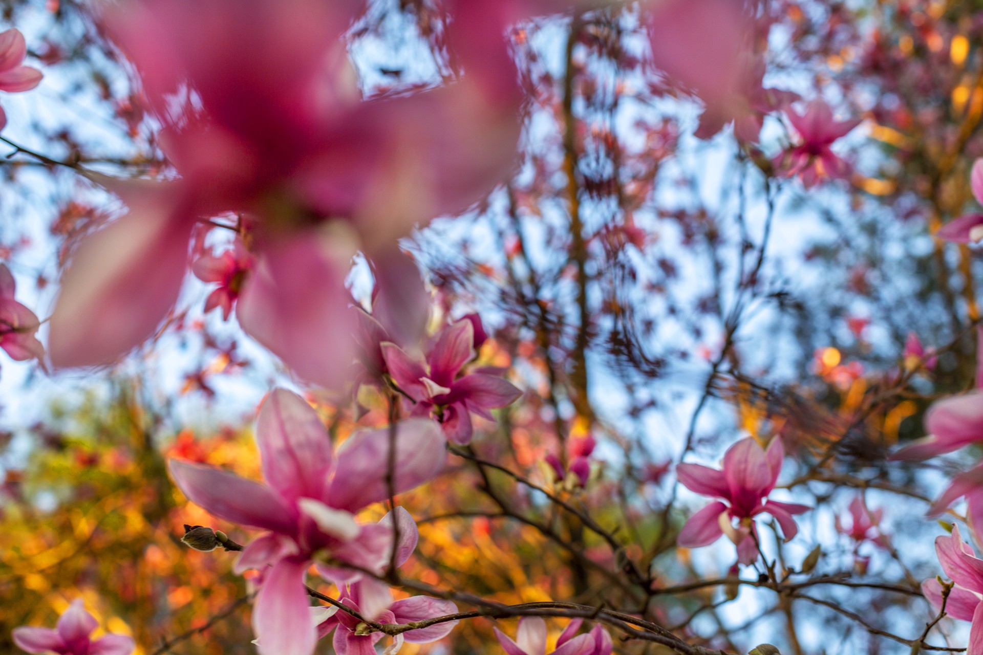A Swarm of Spring Magnolias by Thad Lee