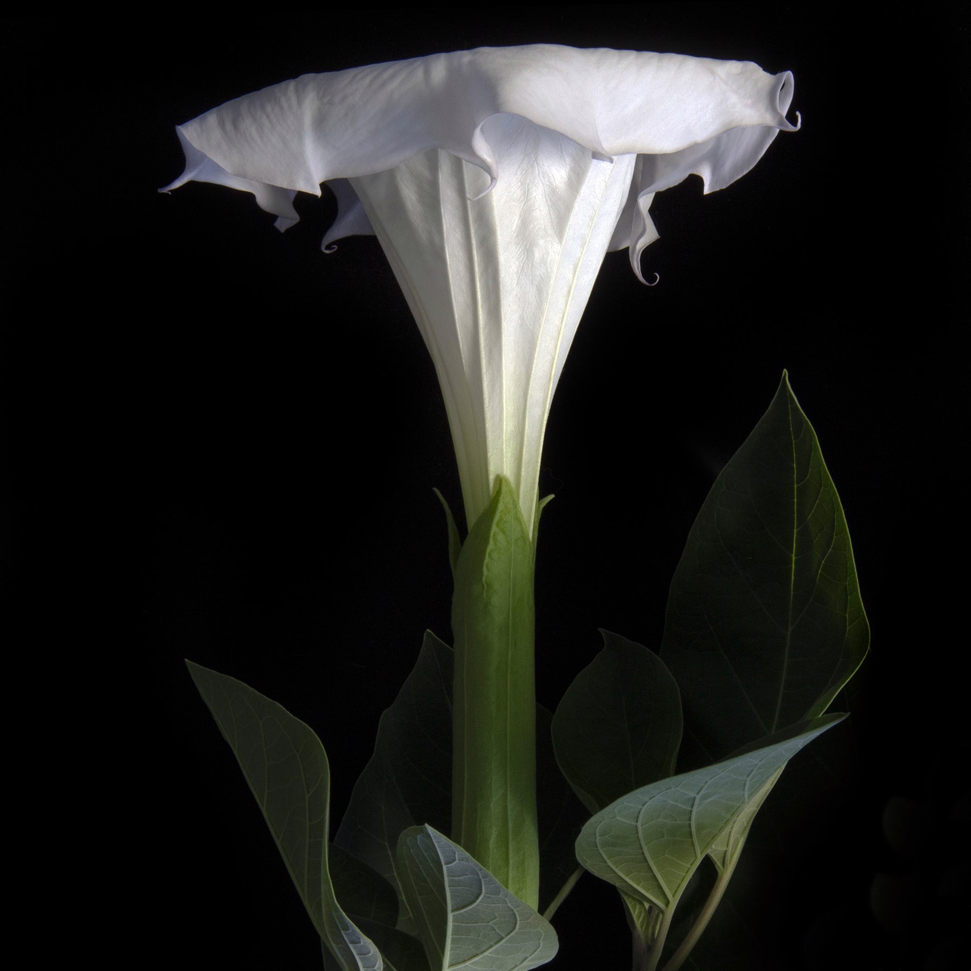 Datura, 0015 by Molly Wood
