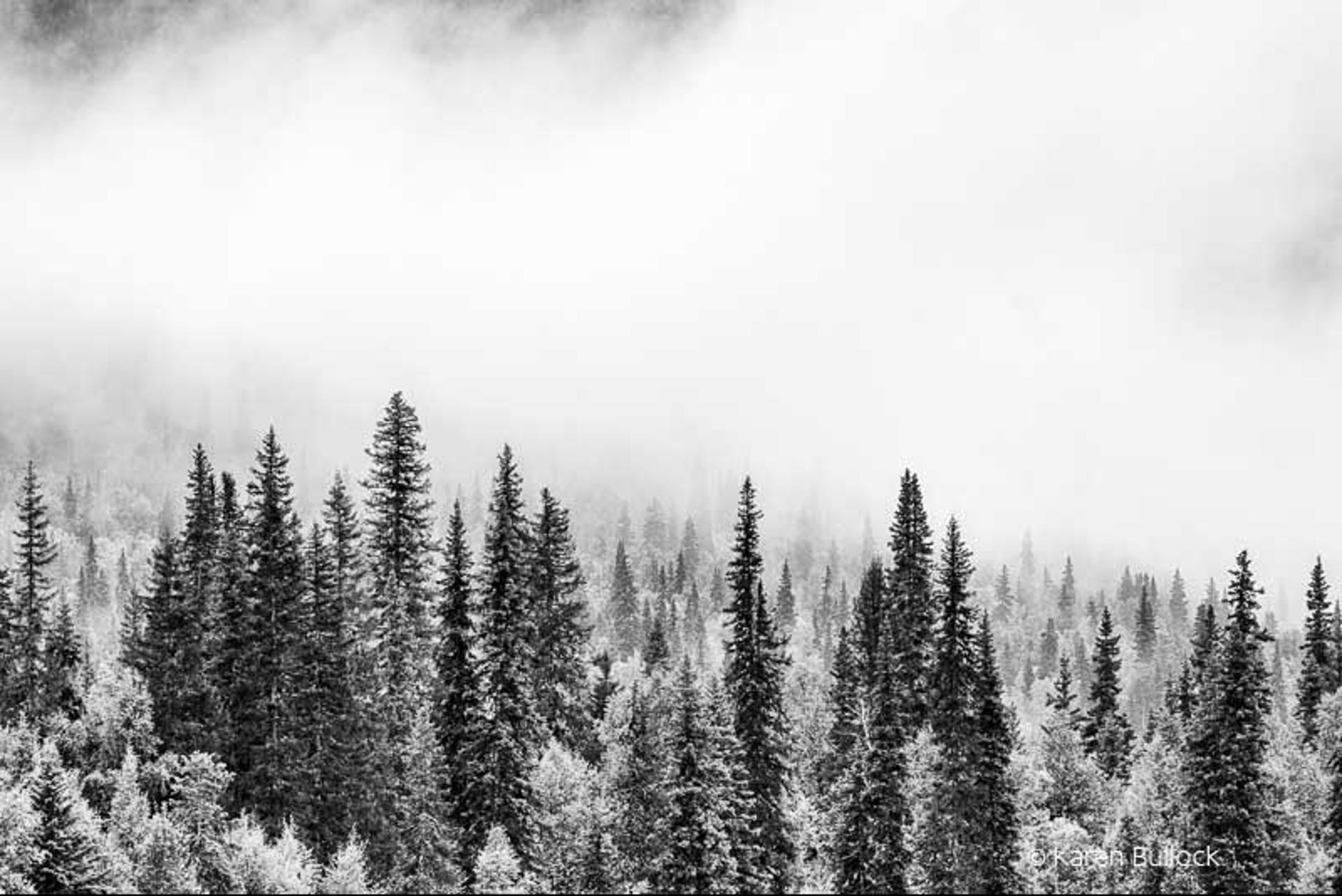 Misty Forest by Karen Bullock