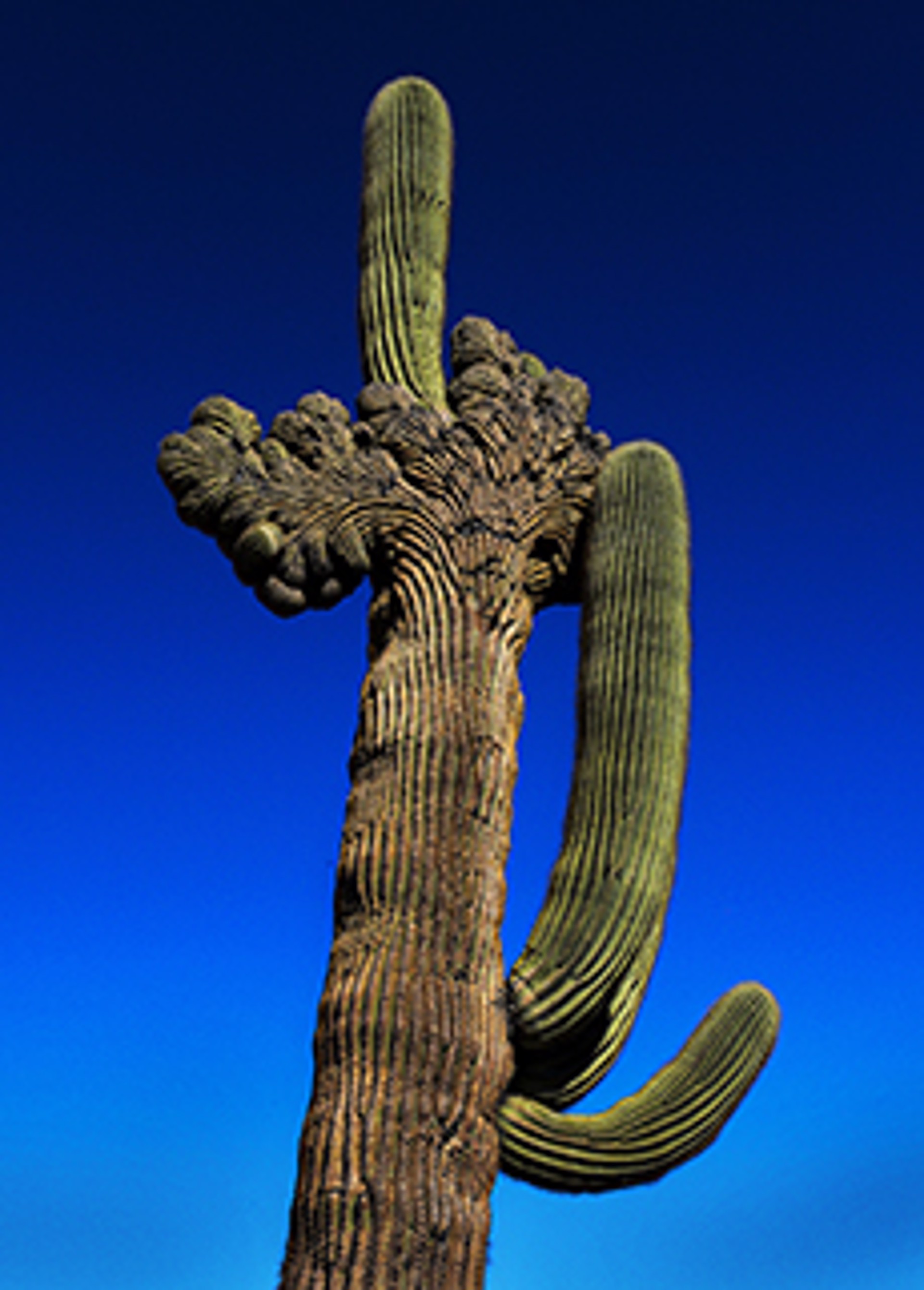 Crystated Saguaro with New Growth - Card by Lance Bell