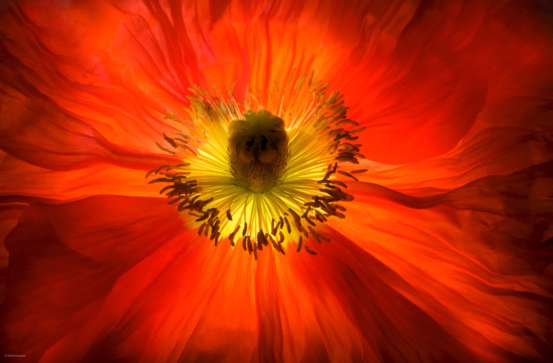 Luminescent Red Poppy by Parish Kohanim, Luminescence