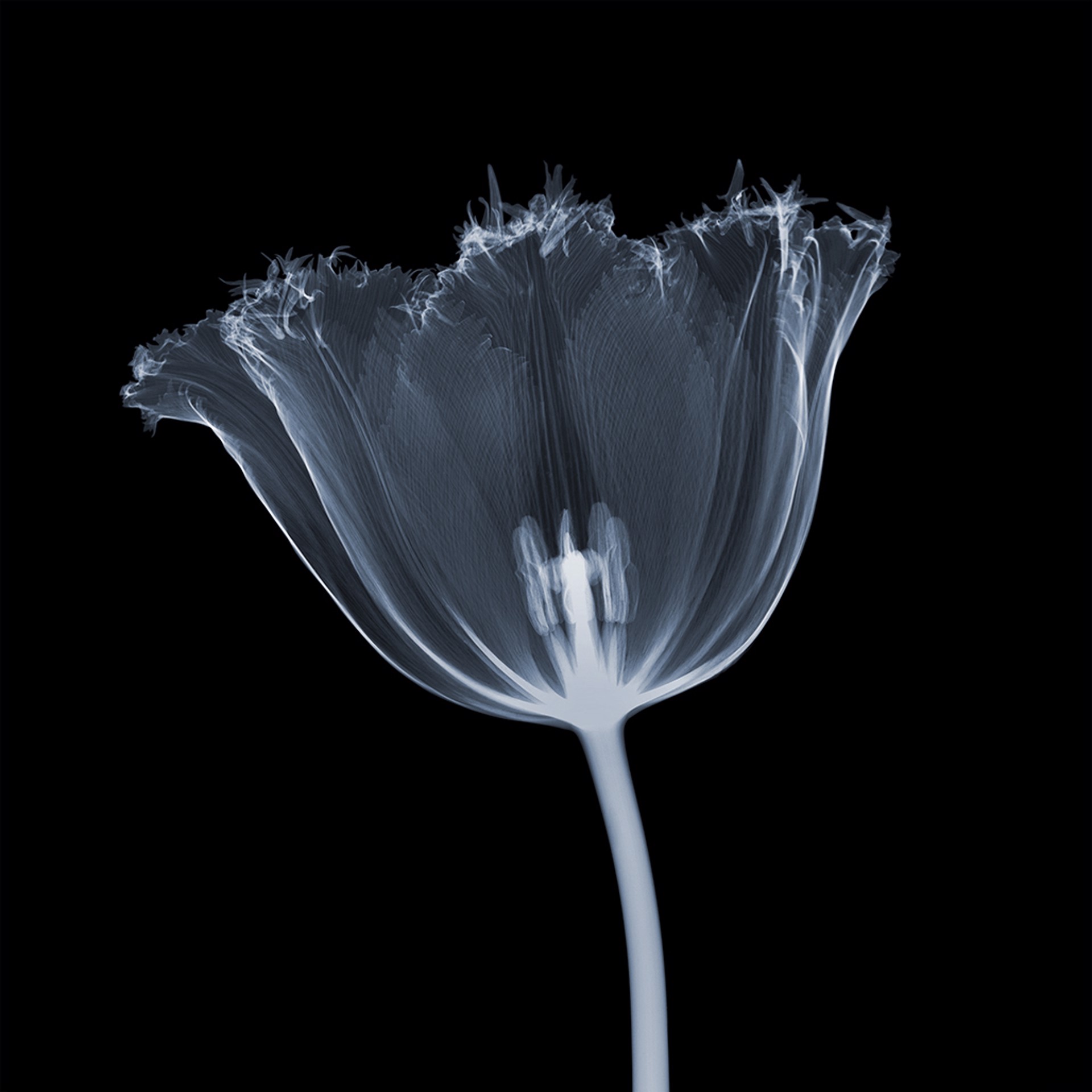 Serrated Tulip by Nick Veasey