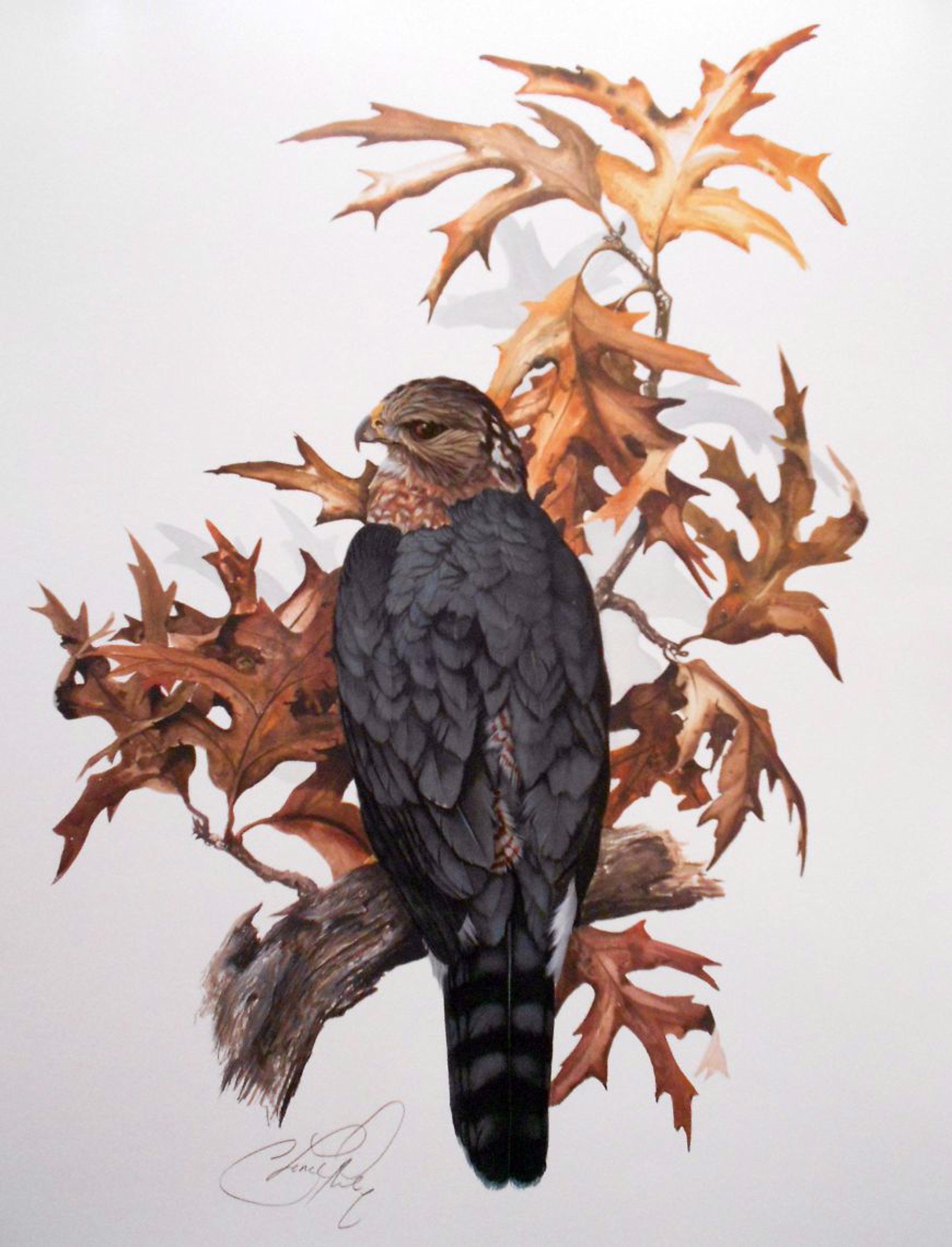 Coopers Hawk by C. Ford Riley
