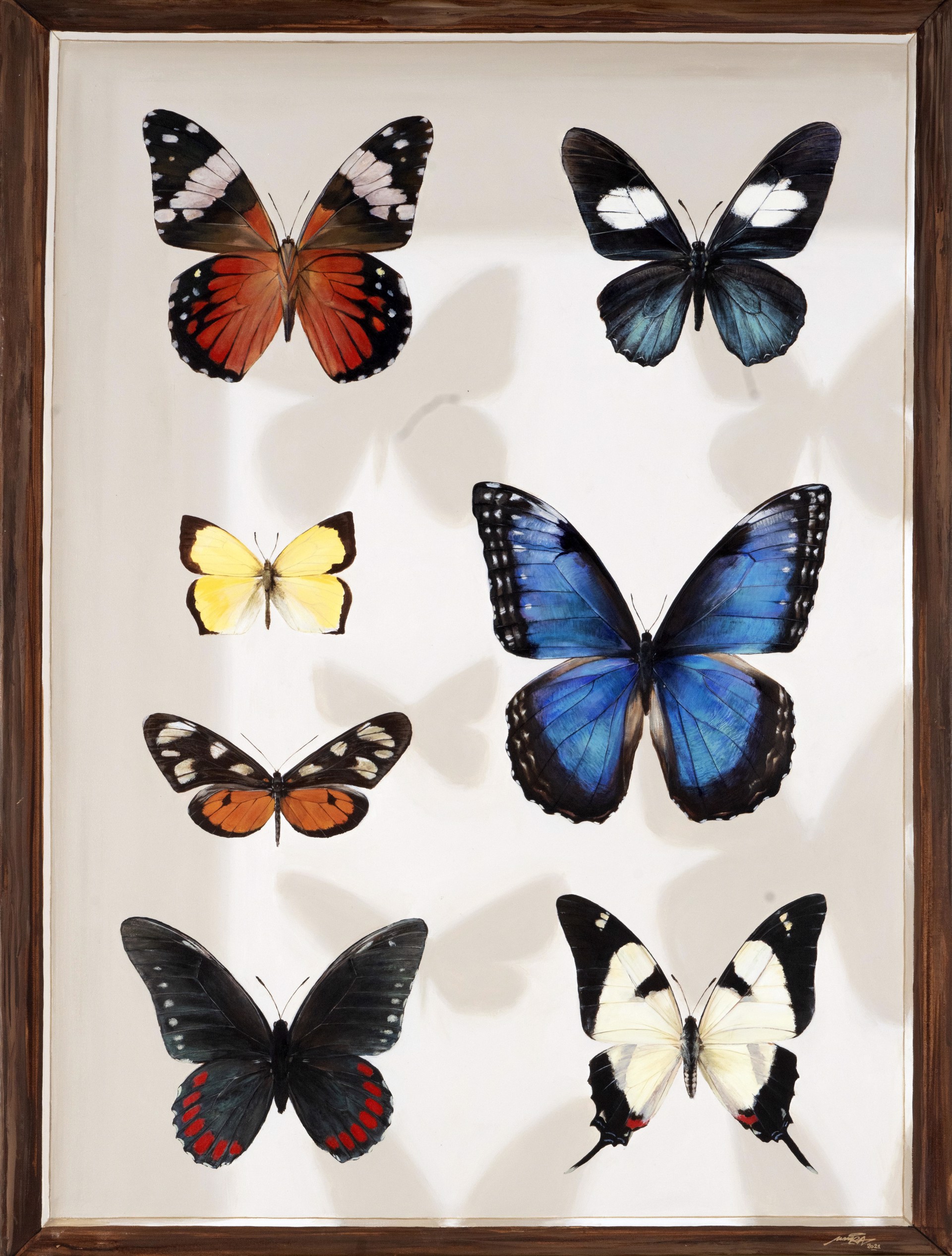 Butterflies of Mexico - Board 1 by Youri Cansell aka Mantra