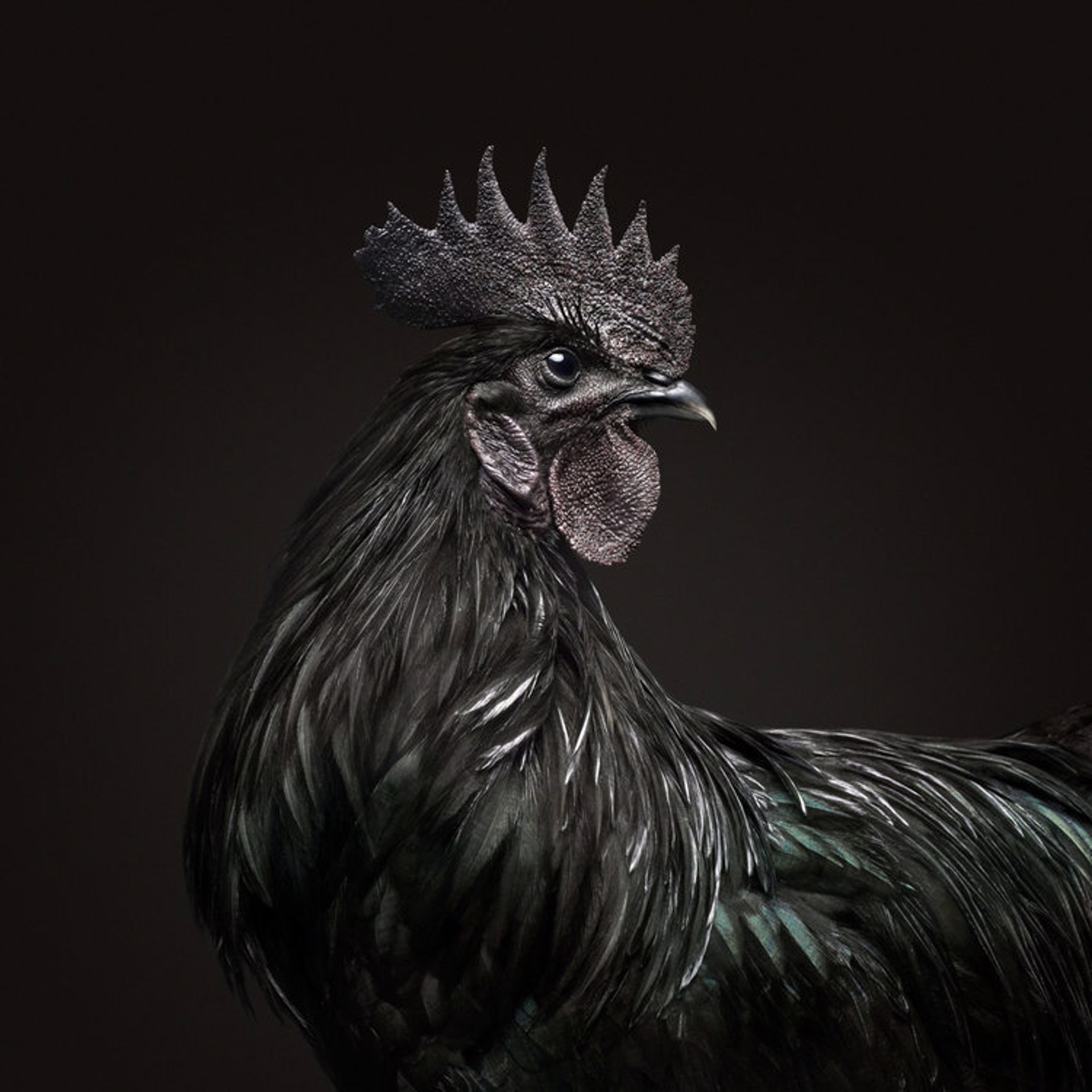 Black Rooster by Randal Ford