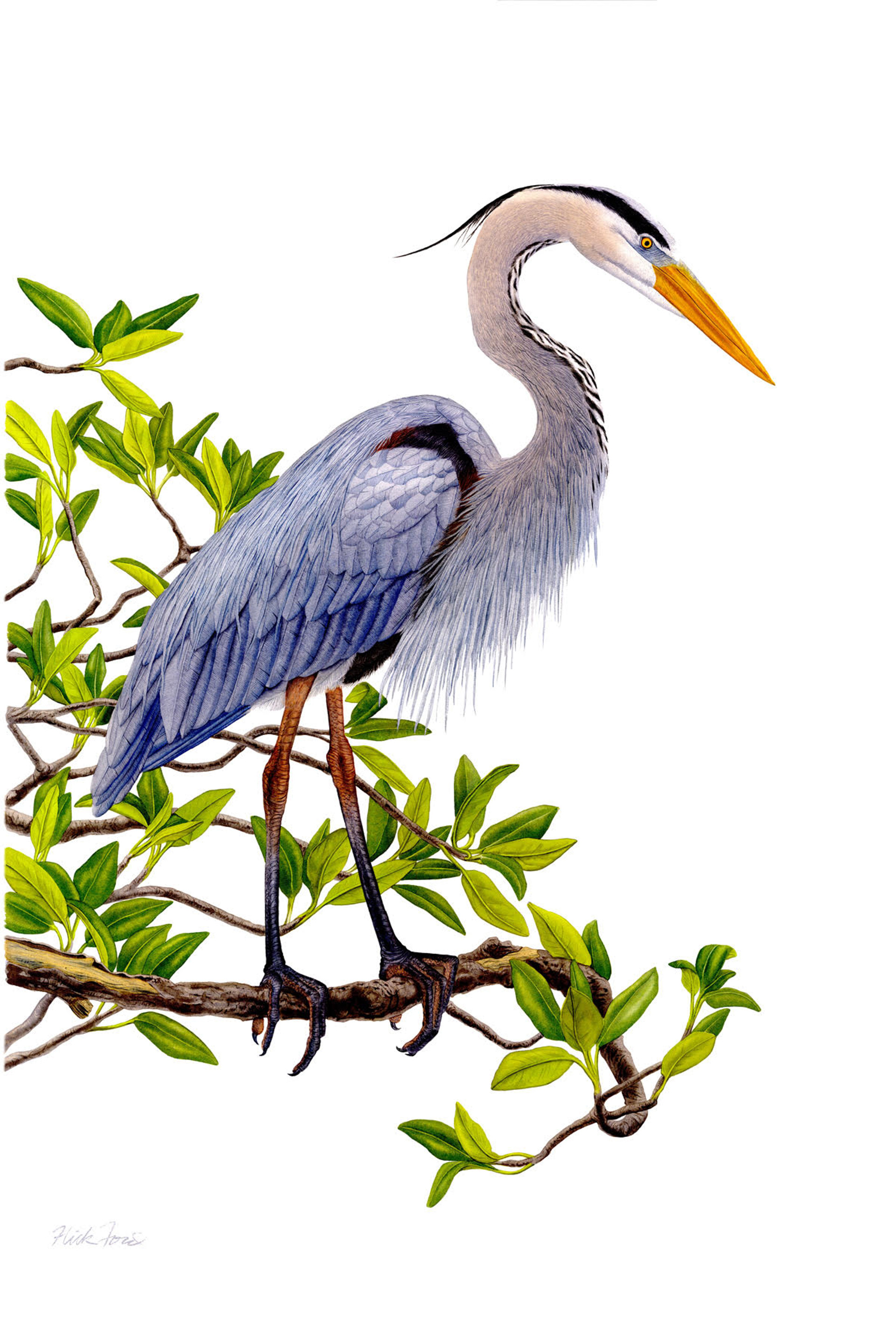 Great Blue Heron by Flick Ford