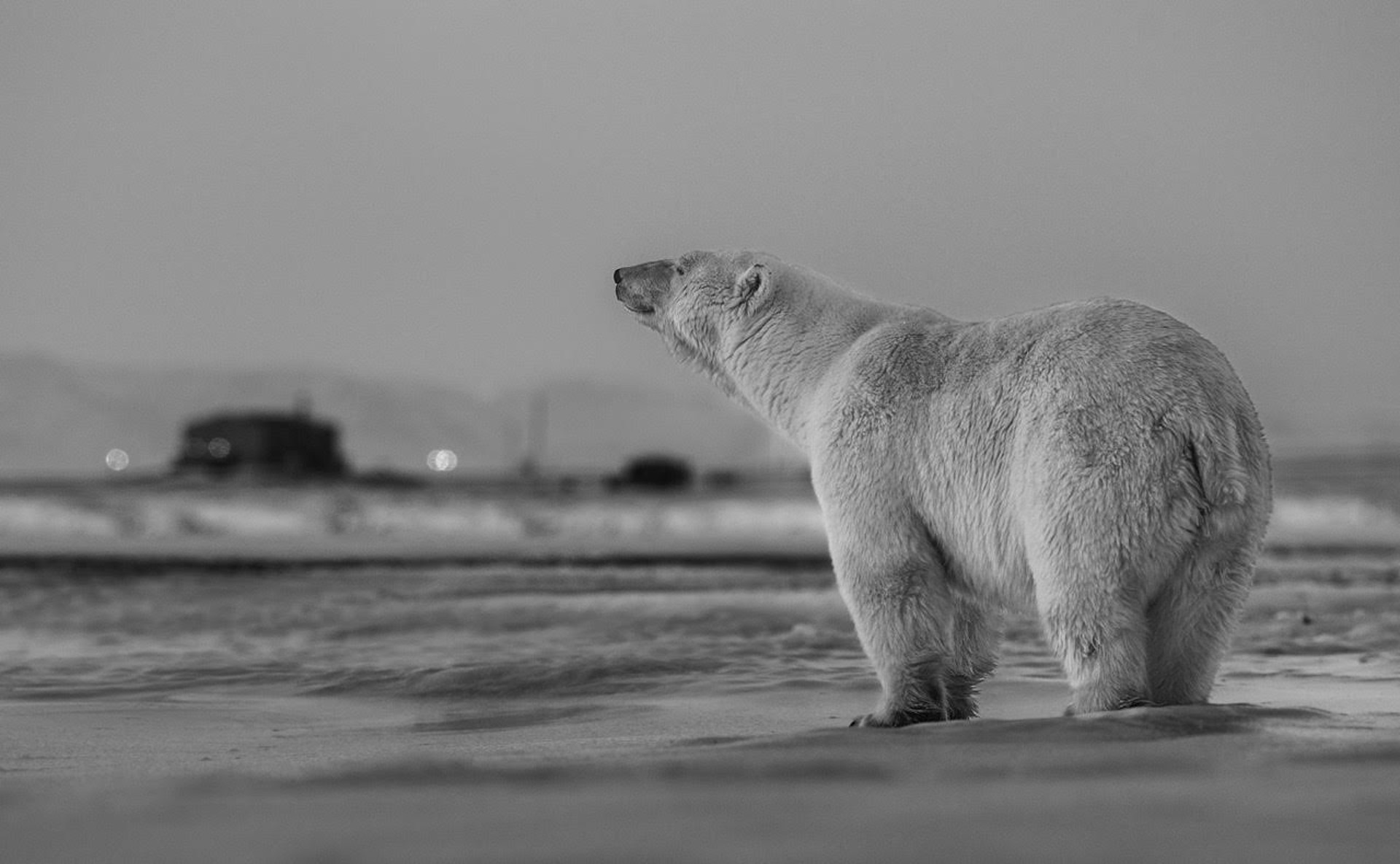 My Place or Yours by David Yarrow