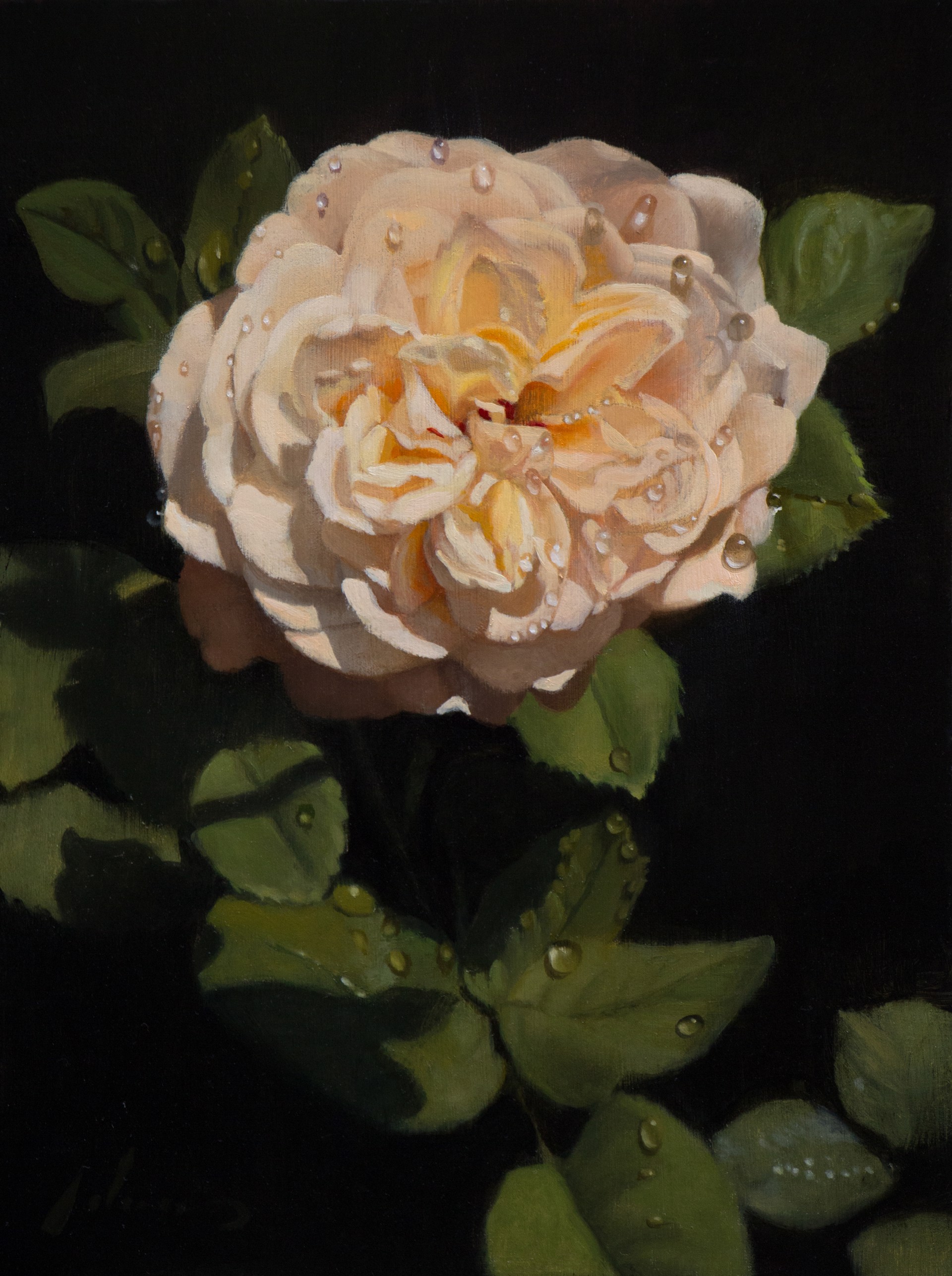 White Rose by Michael Lynn Adams