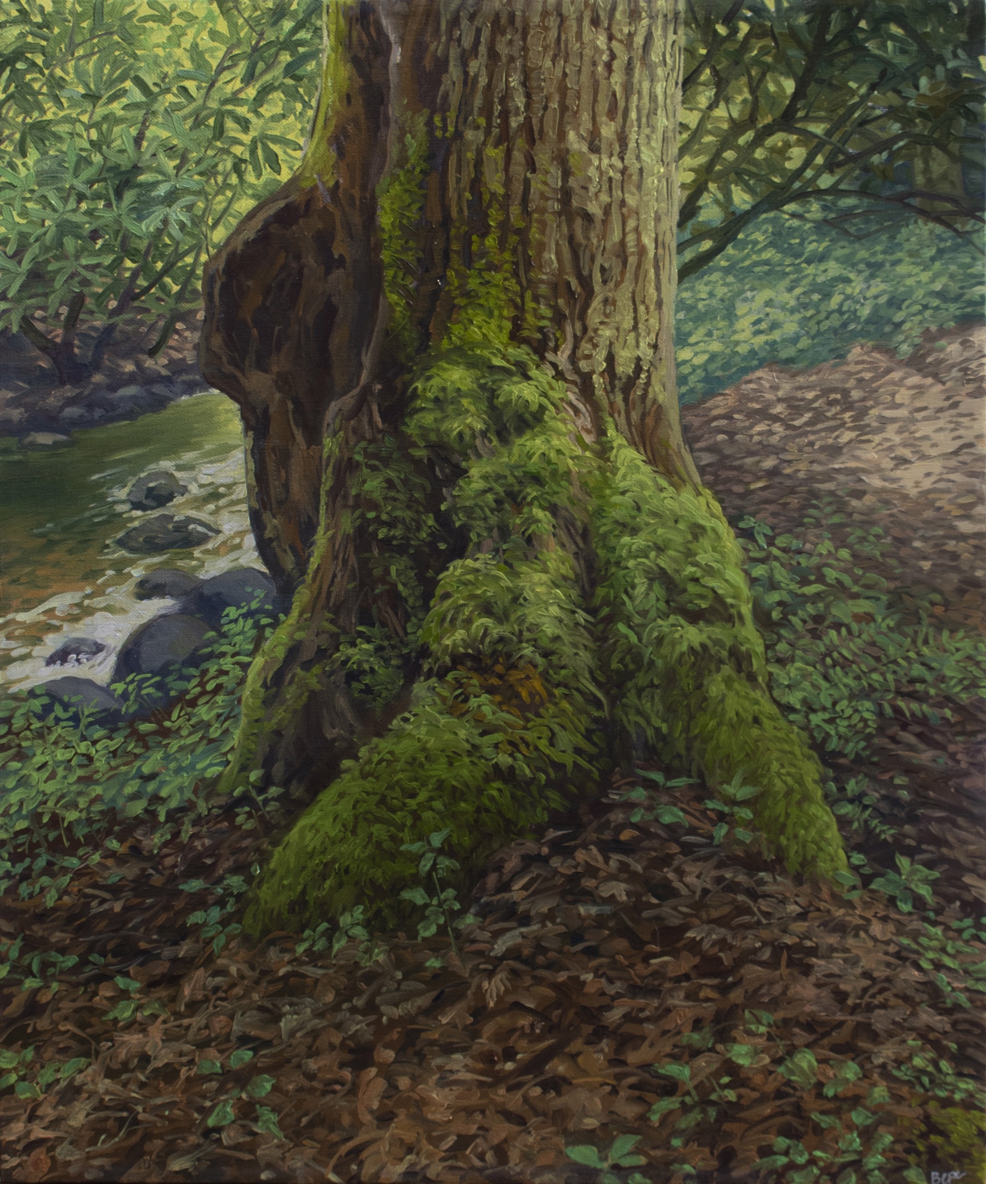 study of grandfather tree by Bepe Kafka