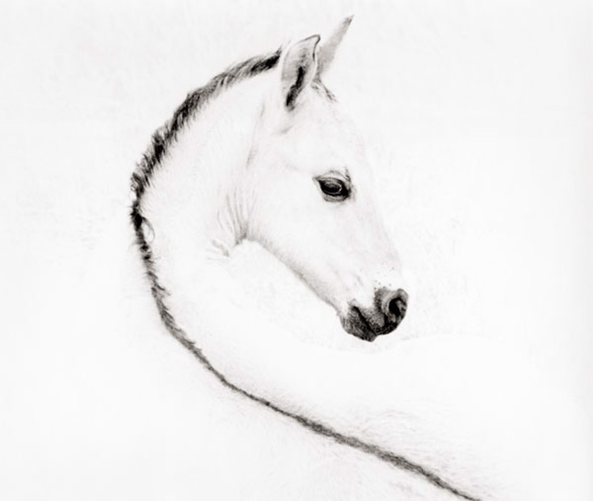 The Foal - Unframed 18" x 20" by Gregg Albracht