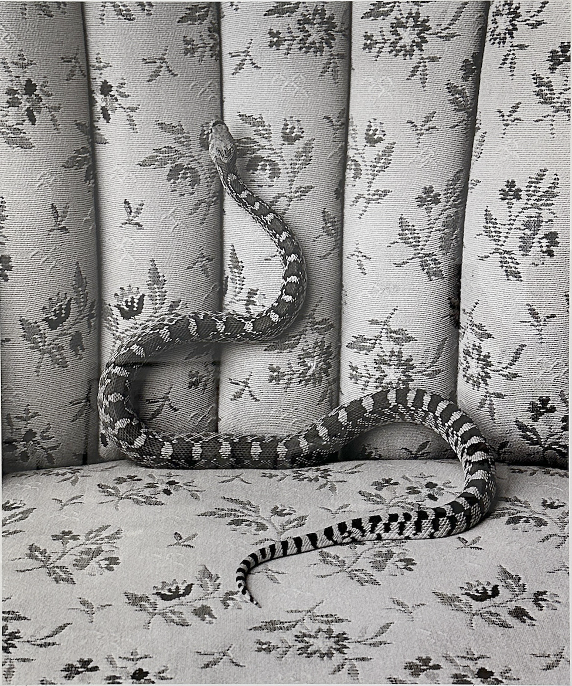 Bull Snake on Sofa by James H. Evans