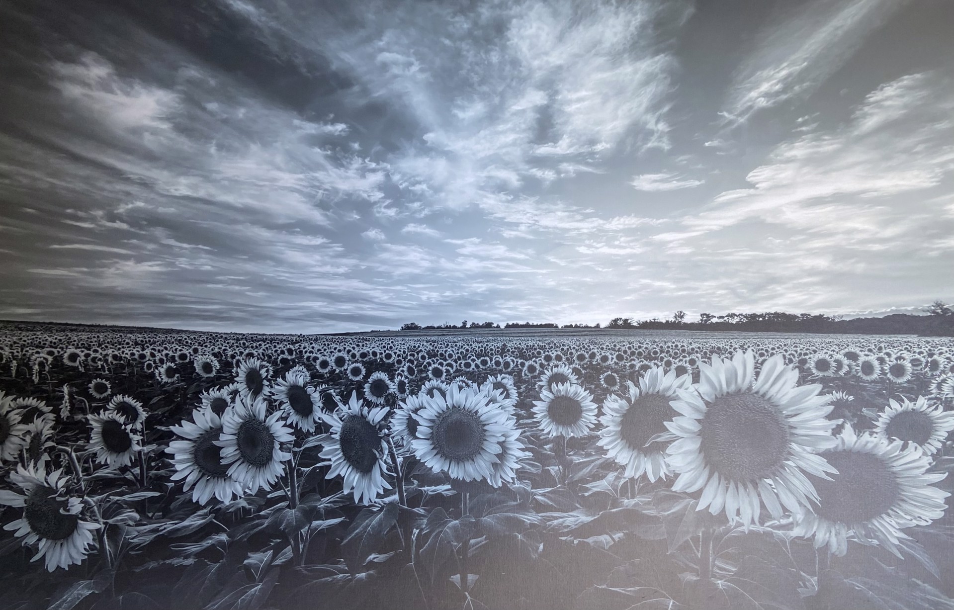Sunflowers by Scott Bean