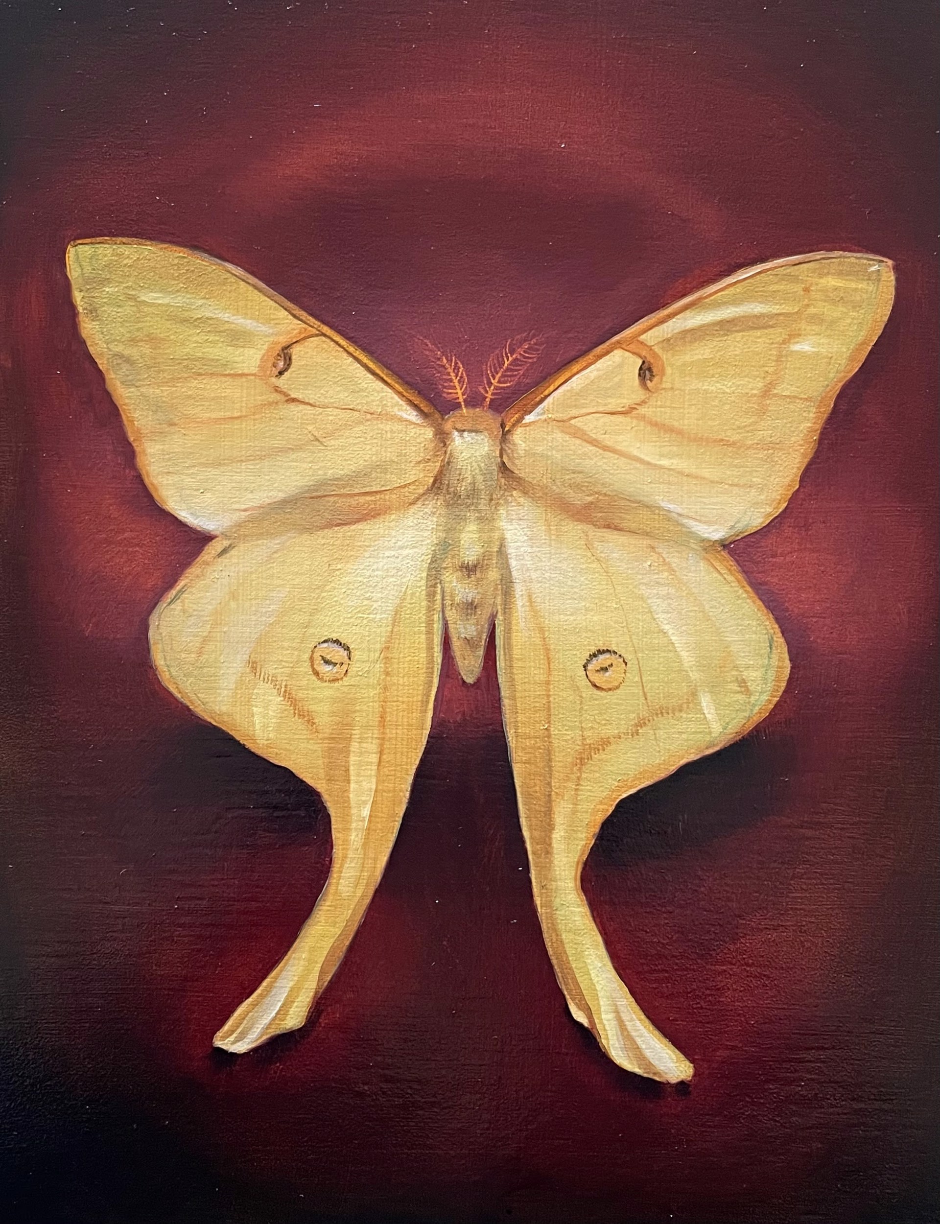 Moth by Ida Floreak